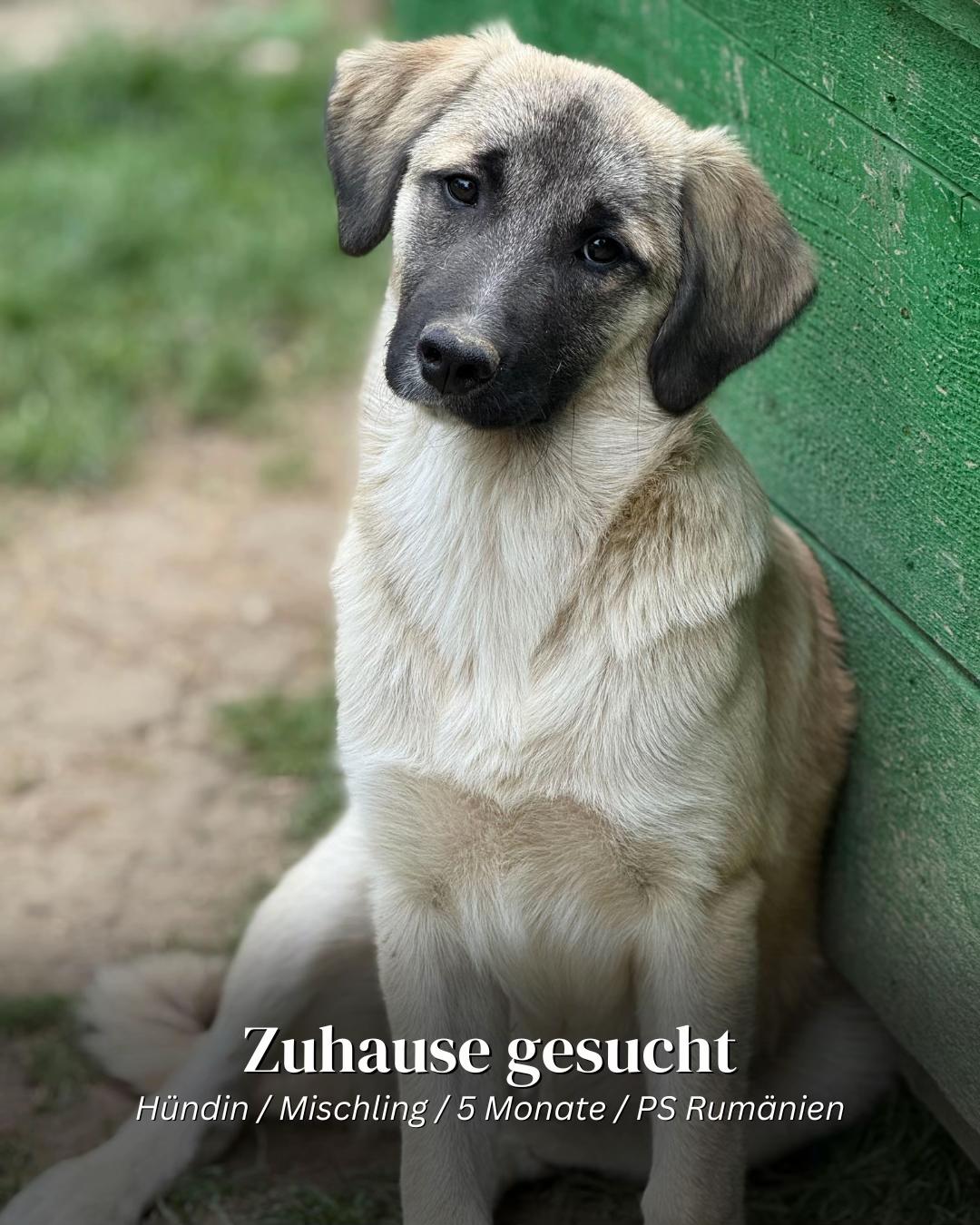 @SpecialDogs e.V.