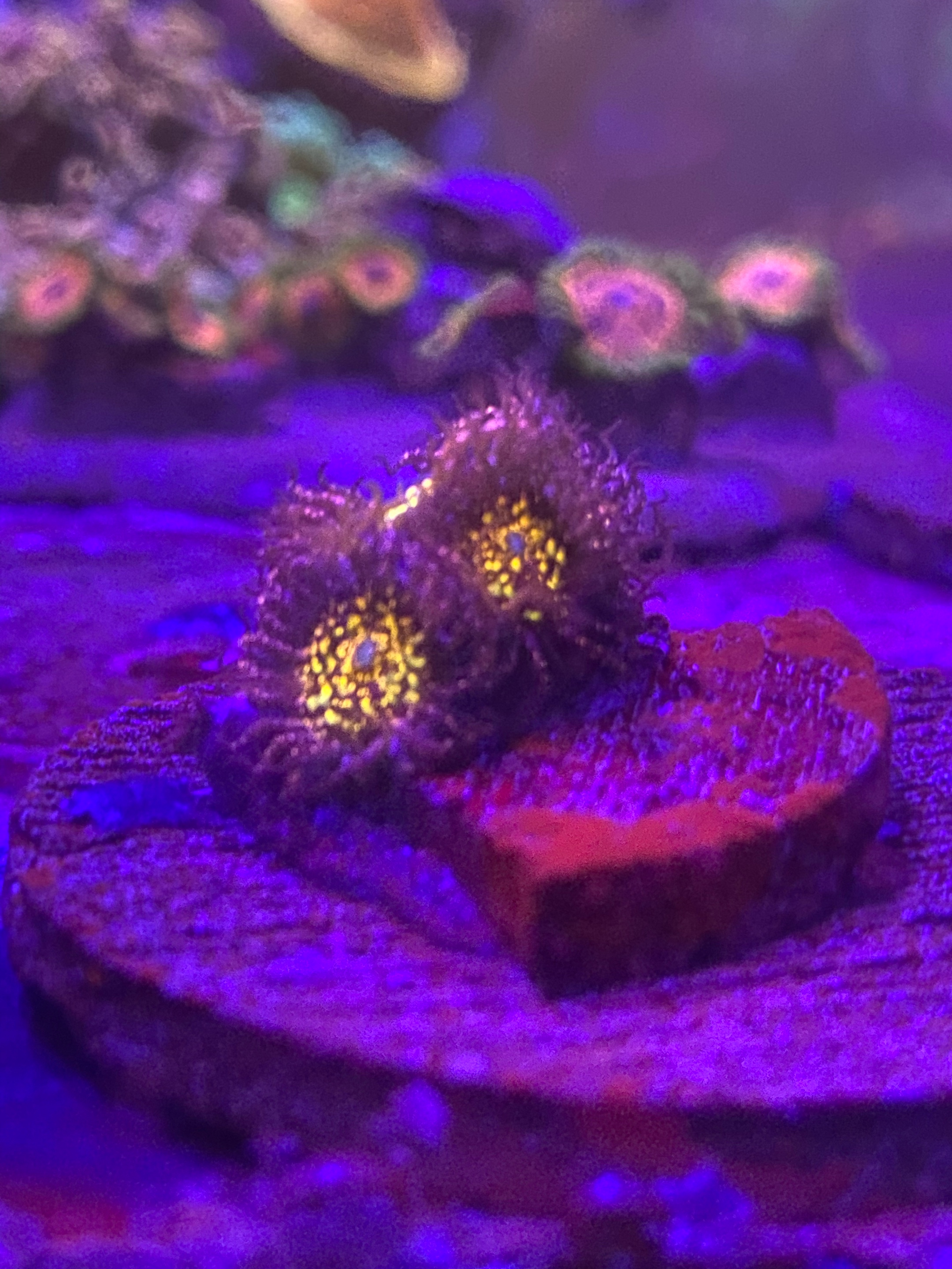 @Ts_reefs