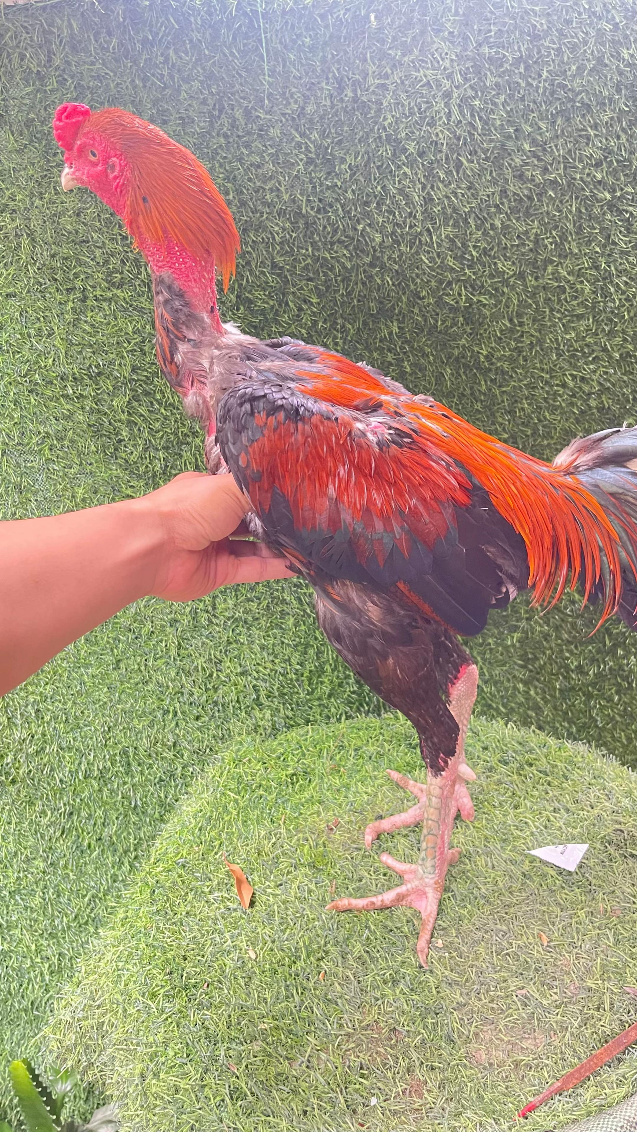 @Thuần G&agrave; Chọi