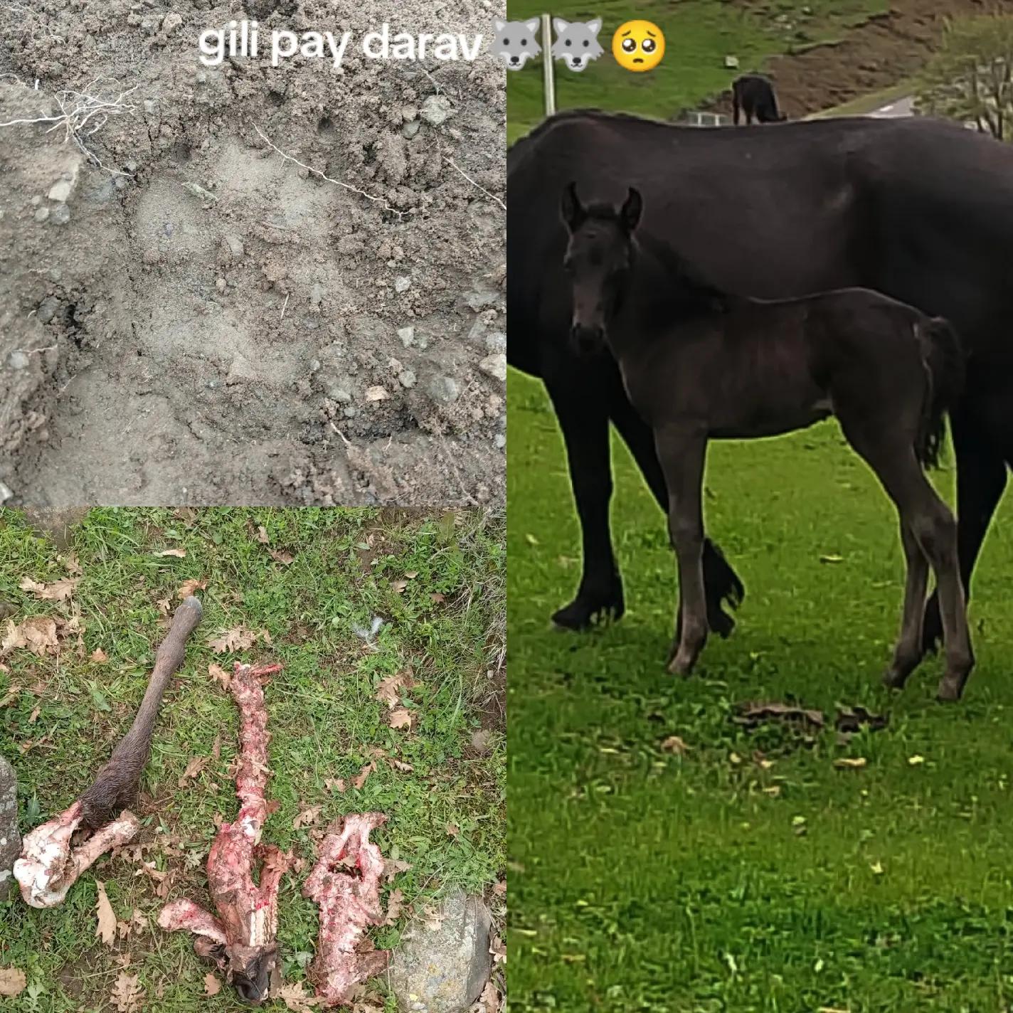 @Վաչե Գևորգյան