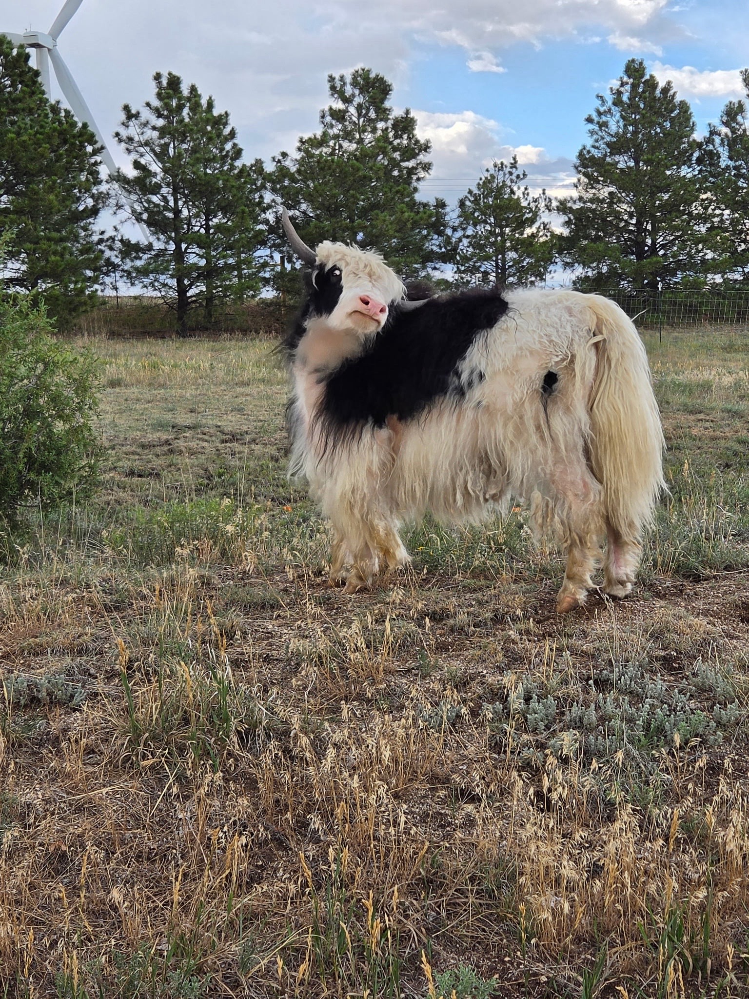 @Yakety Yak Ranch