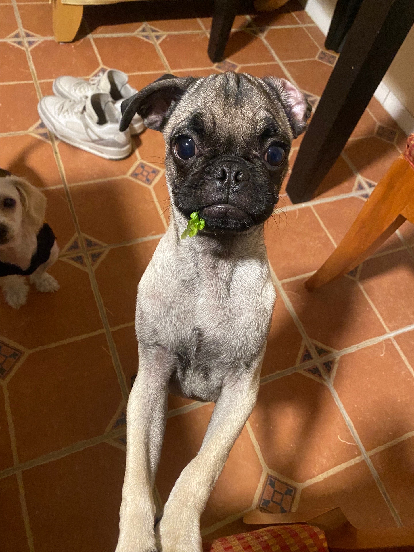 @Puggo ❤️