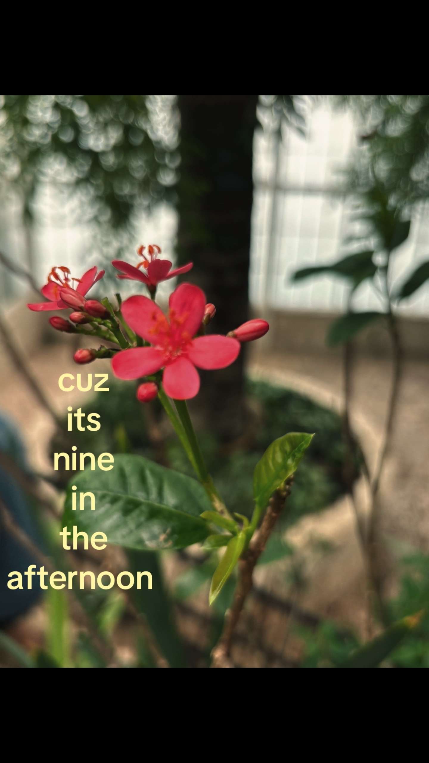@chrissyy ᥫ᭡