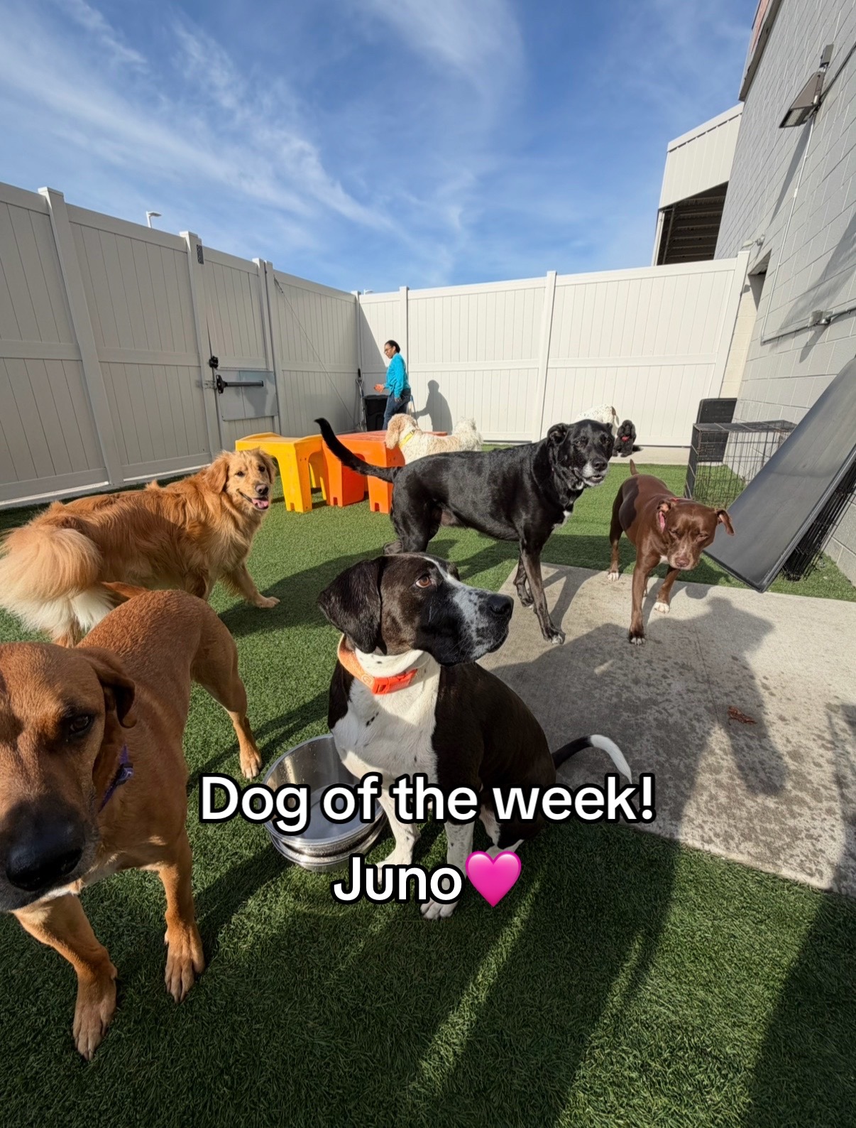 @Dogtopia South Ann Arbor