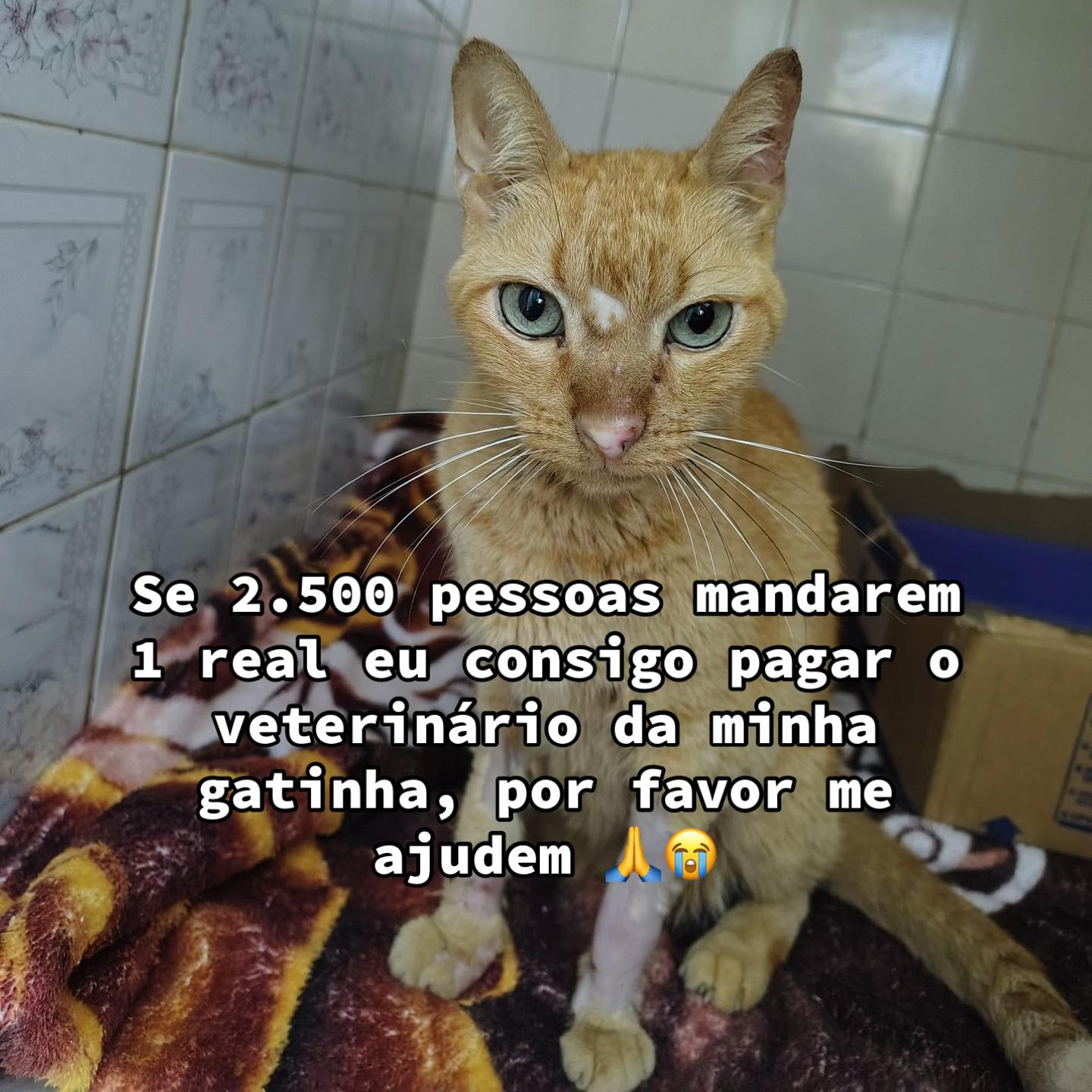 @Ajude Minha Gatinha Vix Pix