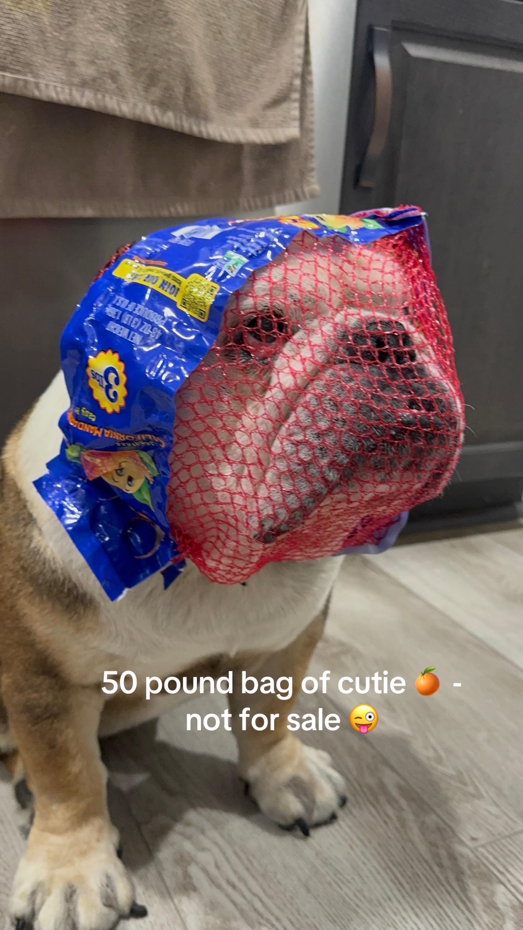 @Taco 🐶🧿