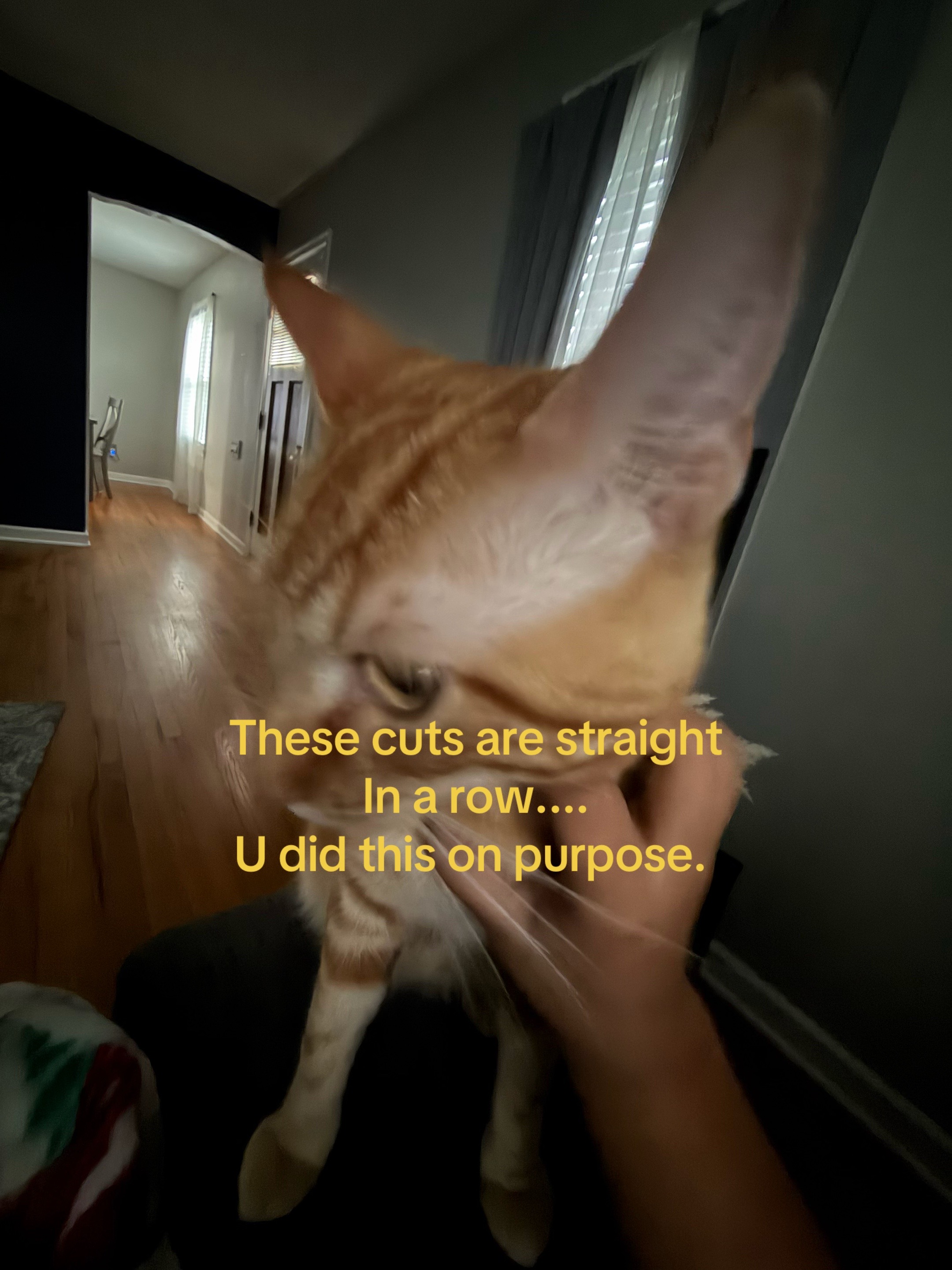 @VIVI THE CUTIE/ᐠ - ˕ -マ Ⳋ