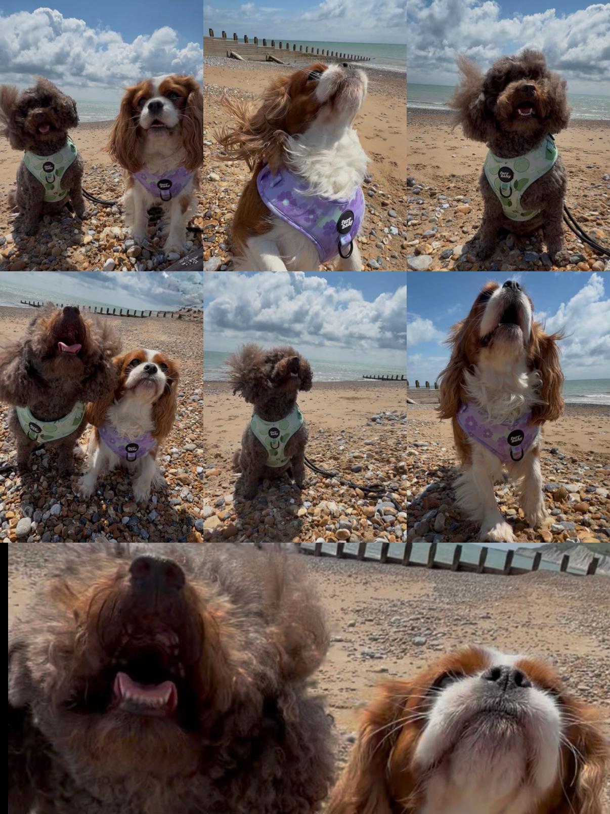 @Coco the Poodle & friends