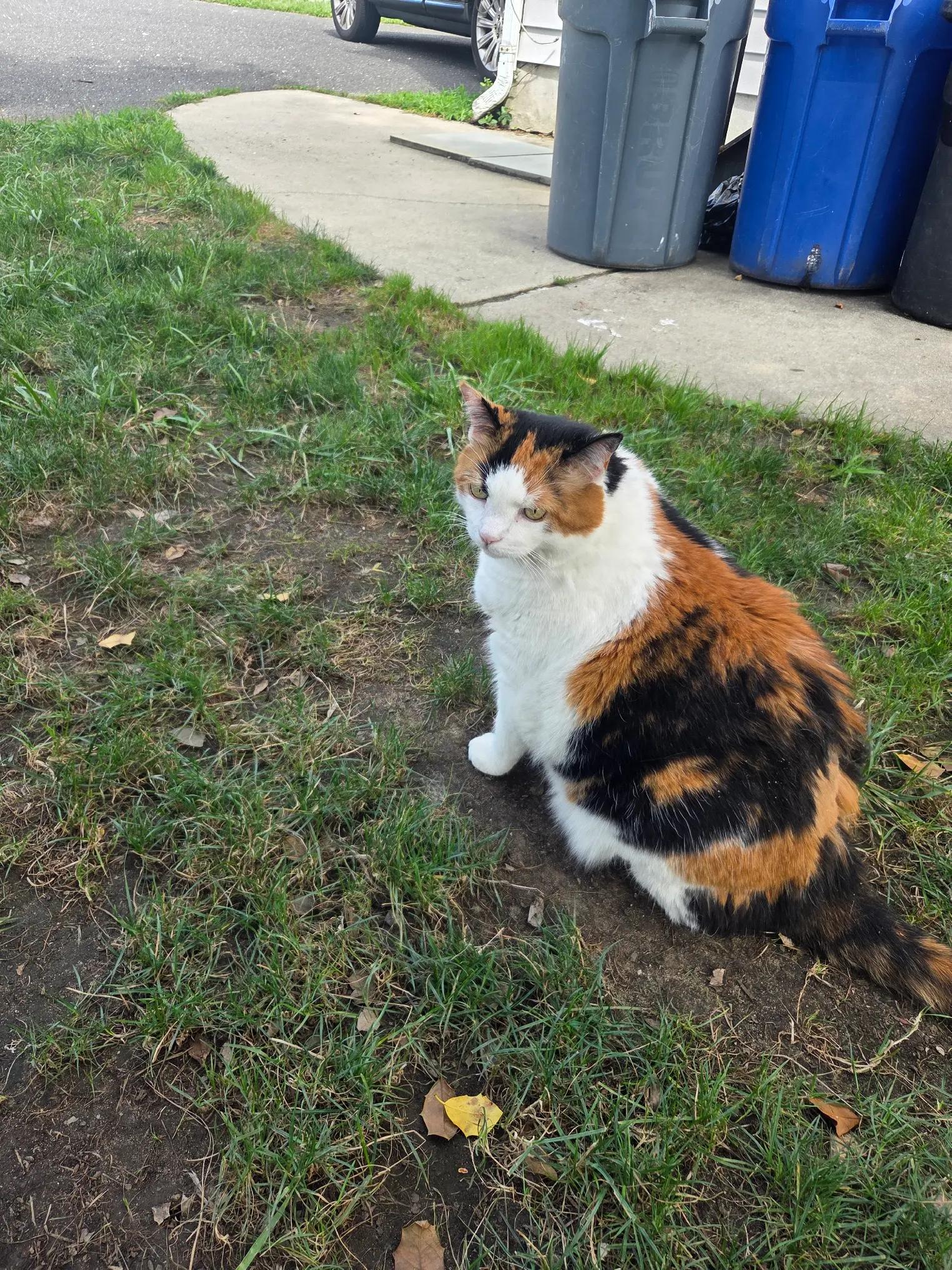 @mi gata la más hermosa
