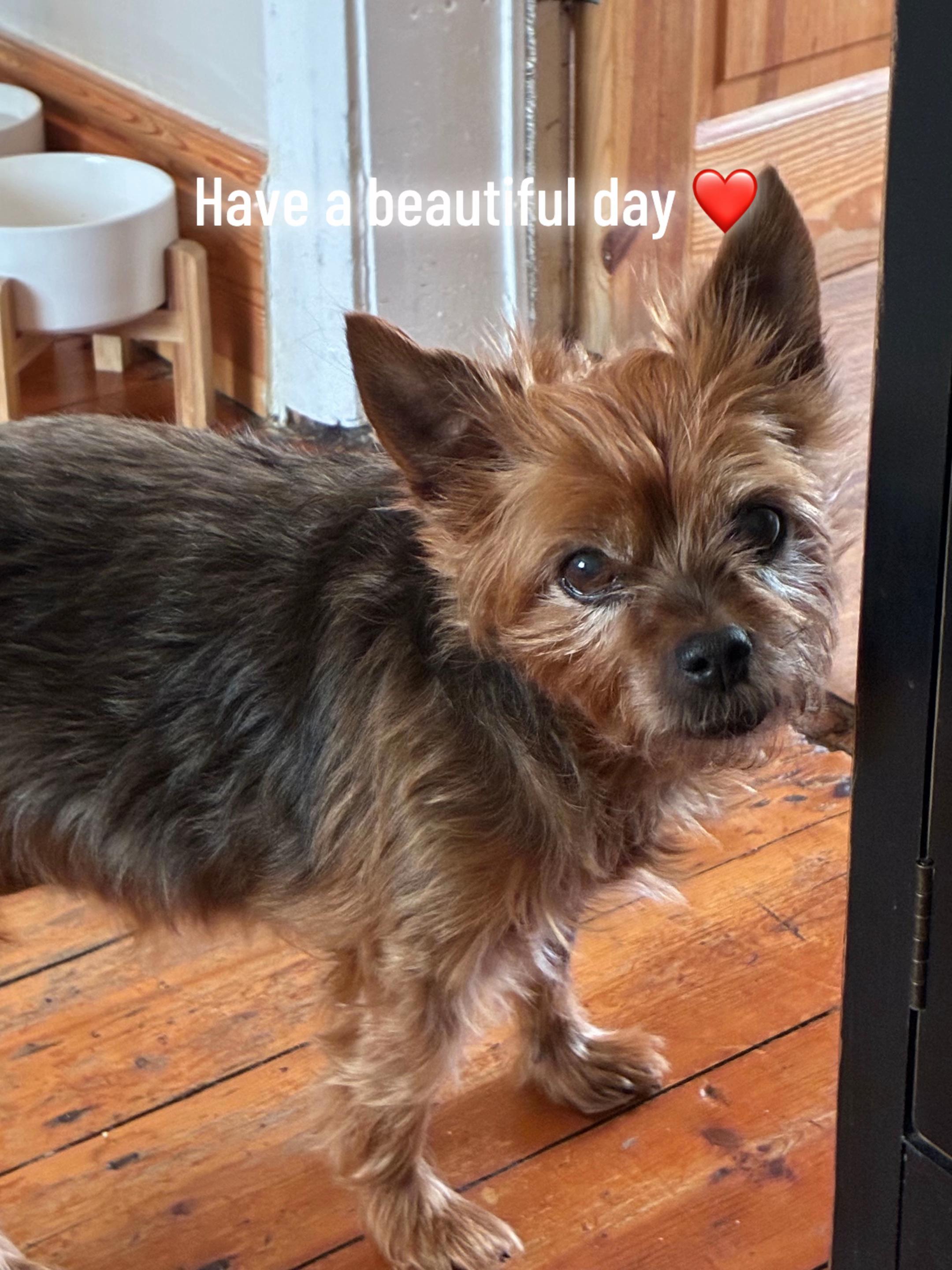 @The Poppy one 🐾🐾