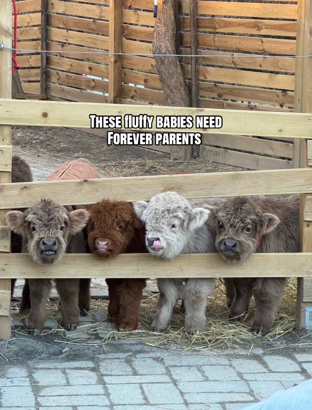 @landycows3