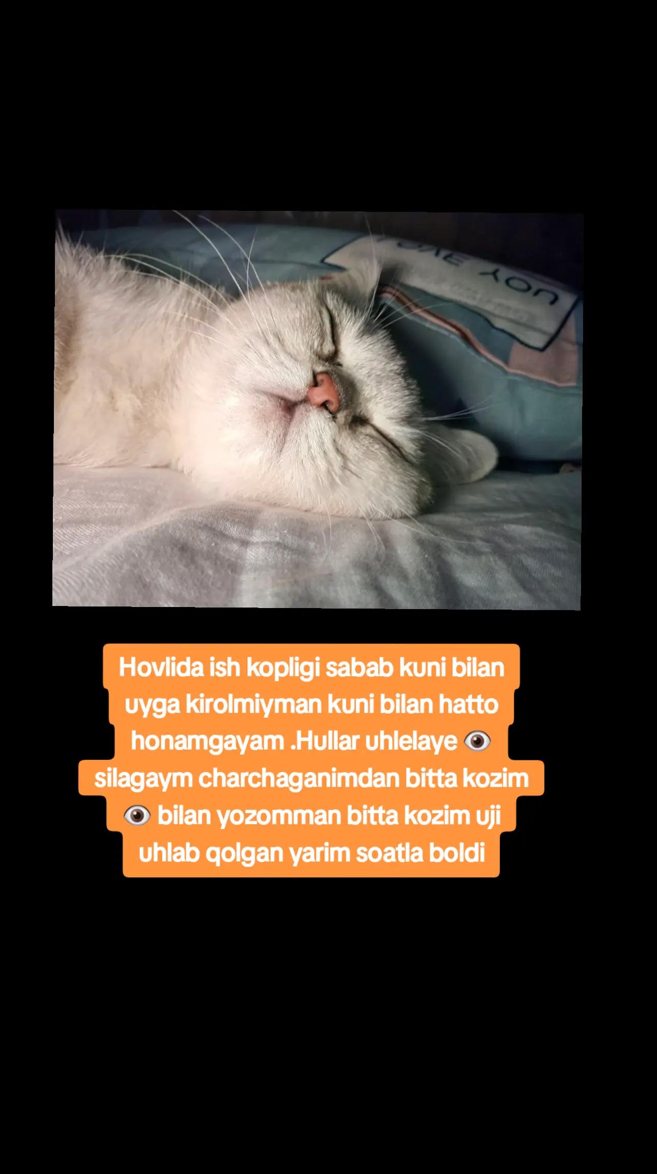 @Kulochok Oyi