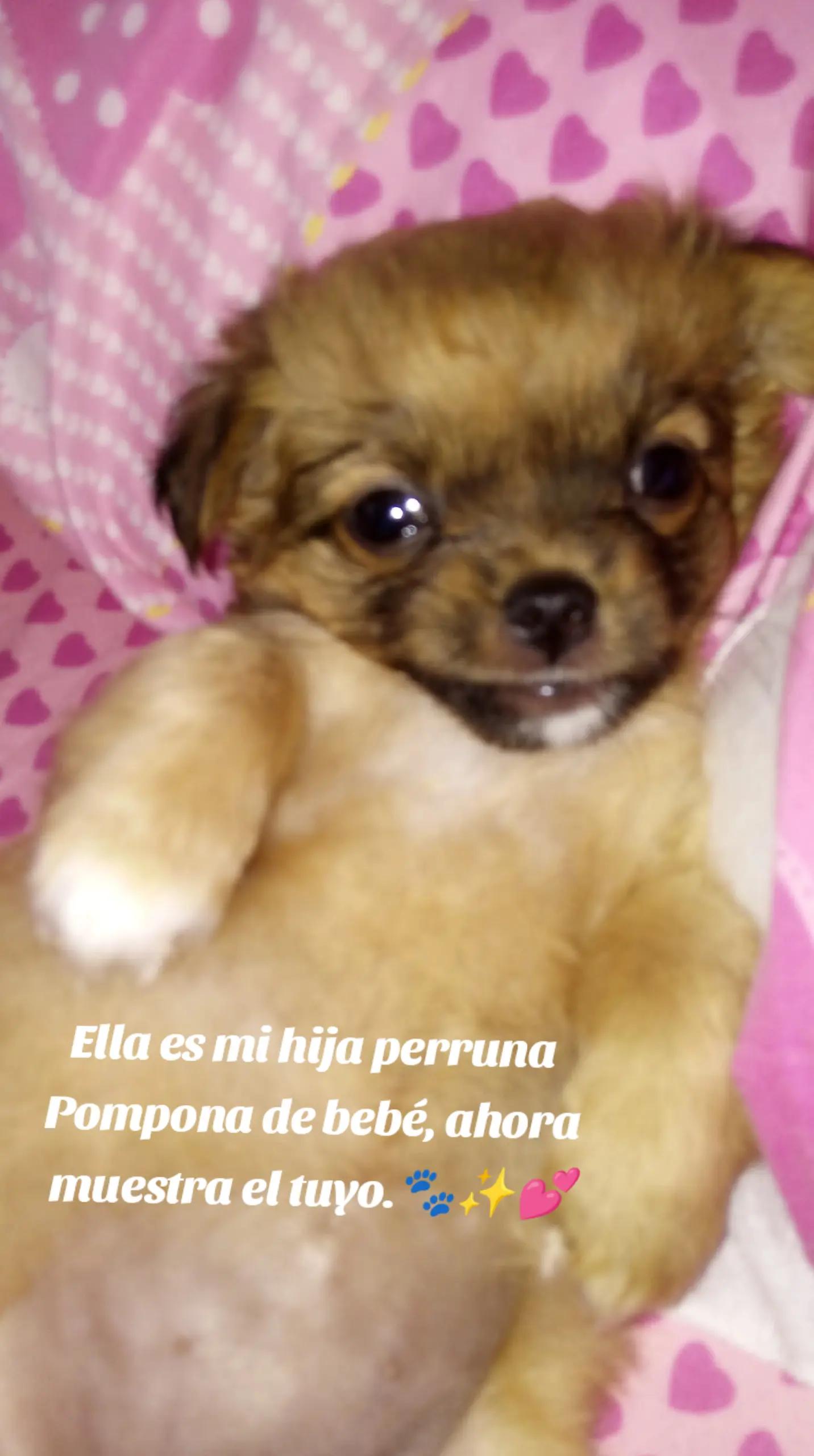 @pompona_16