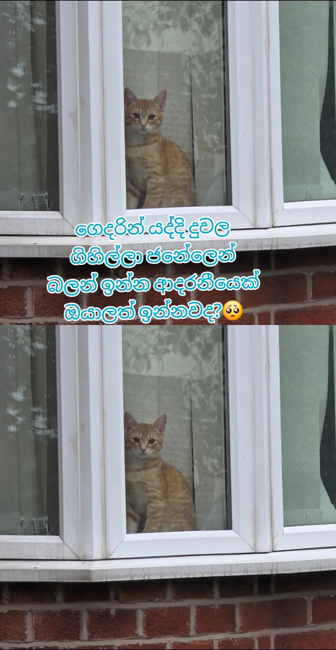 @Nilu Ranaweera 🇬🇧🇱🇰