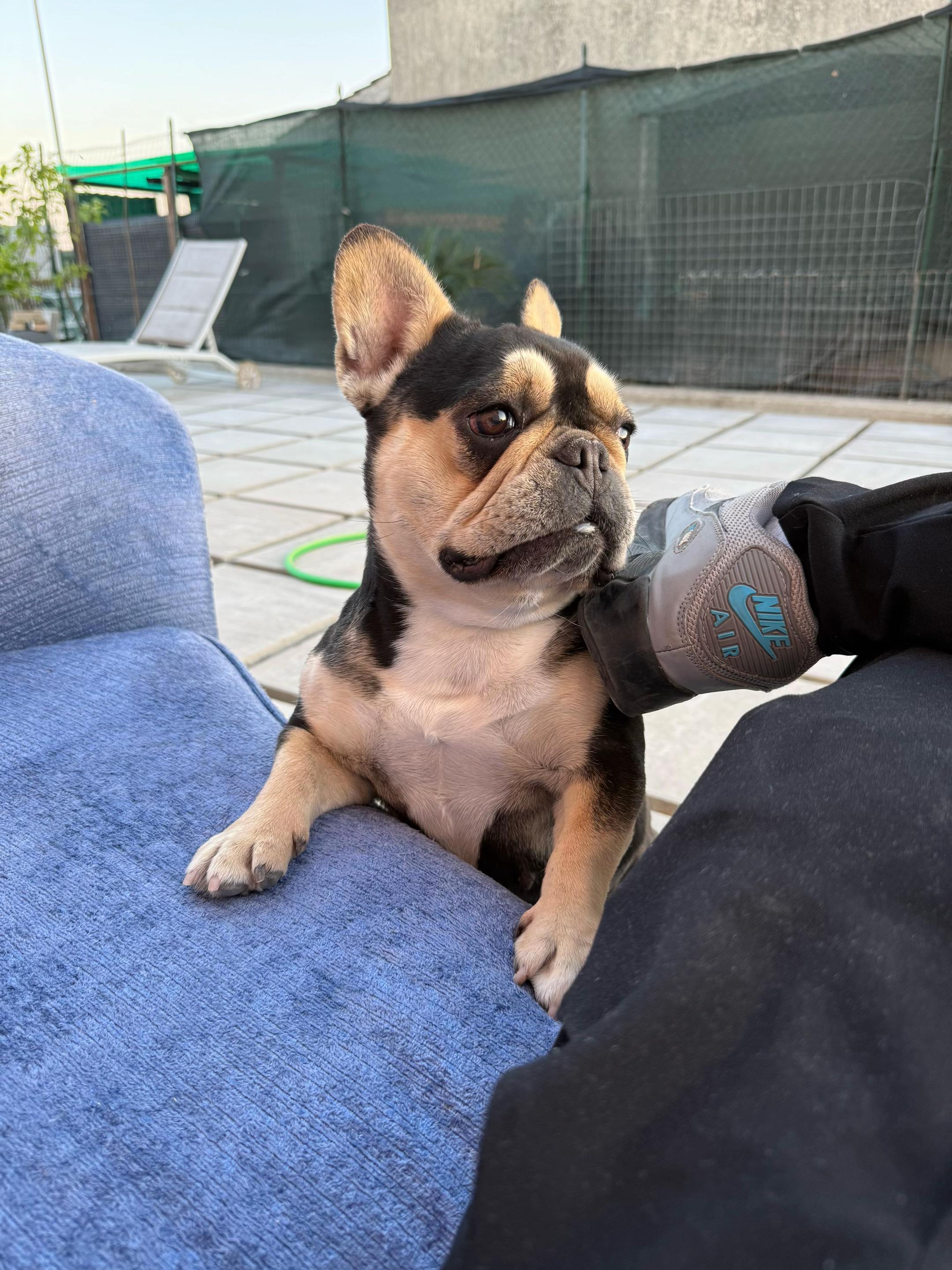 @DonatoBulldogFranceseCuccioli