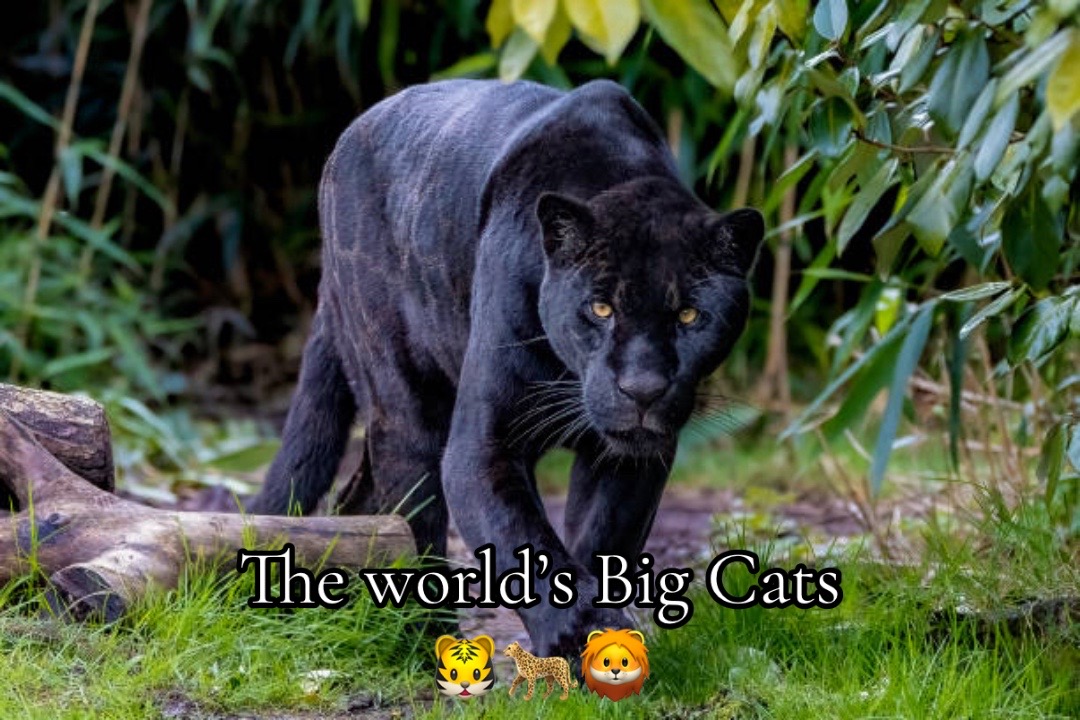 @daily dose of animals ๐พ๐ฆ๐ฌ๐ฆ
