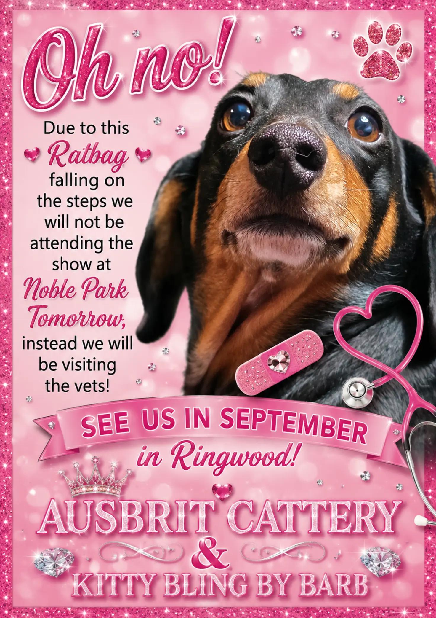 @🐈Barb🐈 Ausbrit Cattery  🇦🇺
