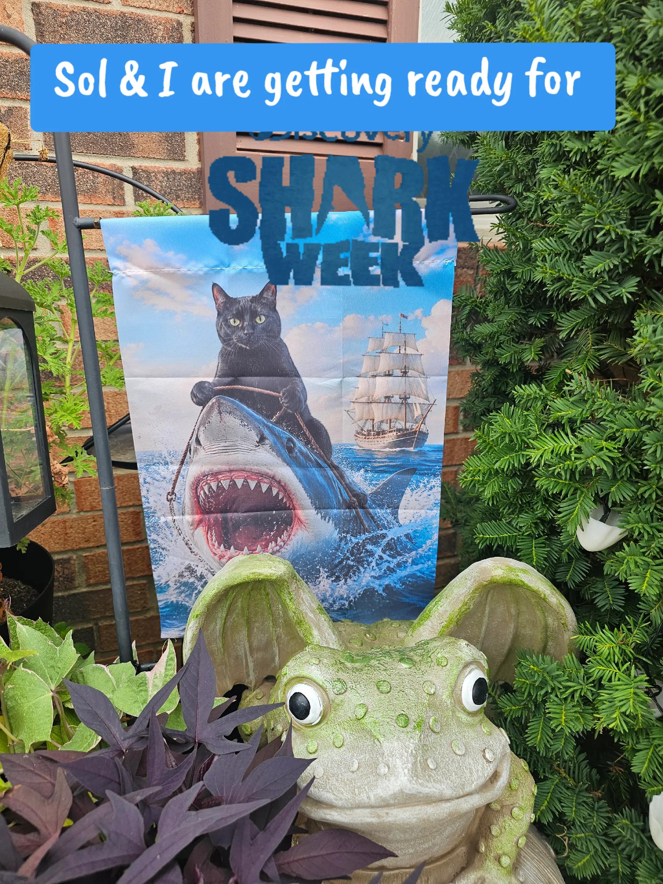 @Sharkbait Lexi