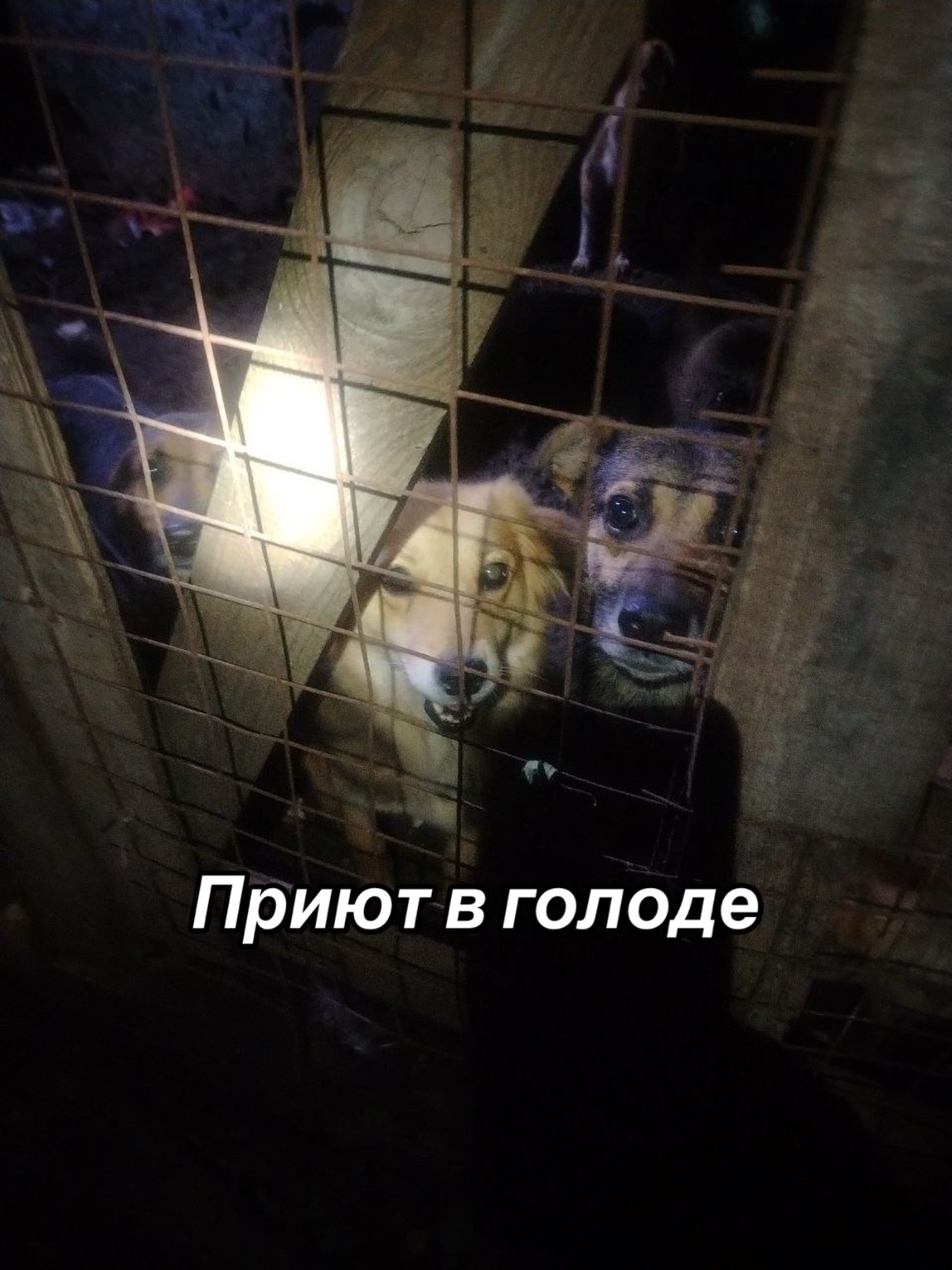 @Приют Потеряшка