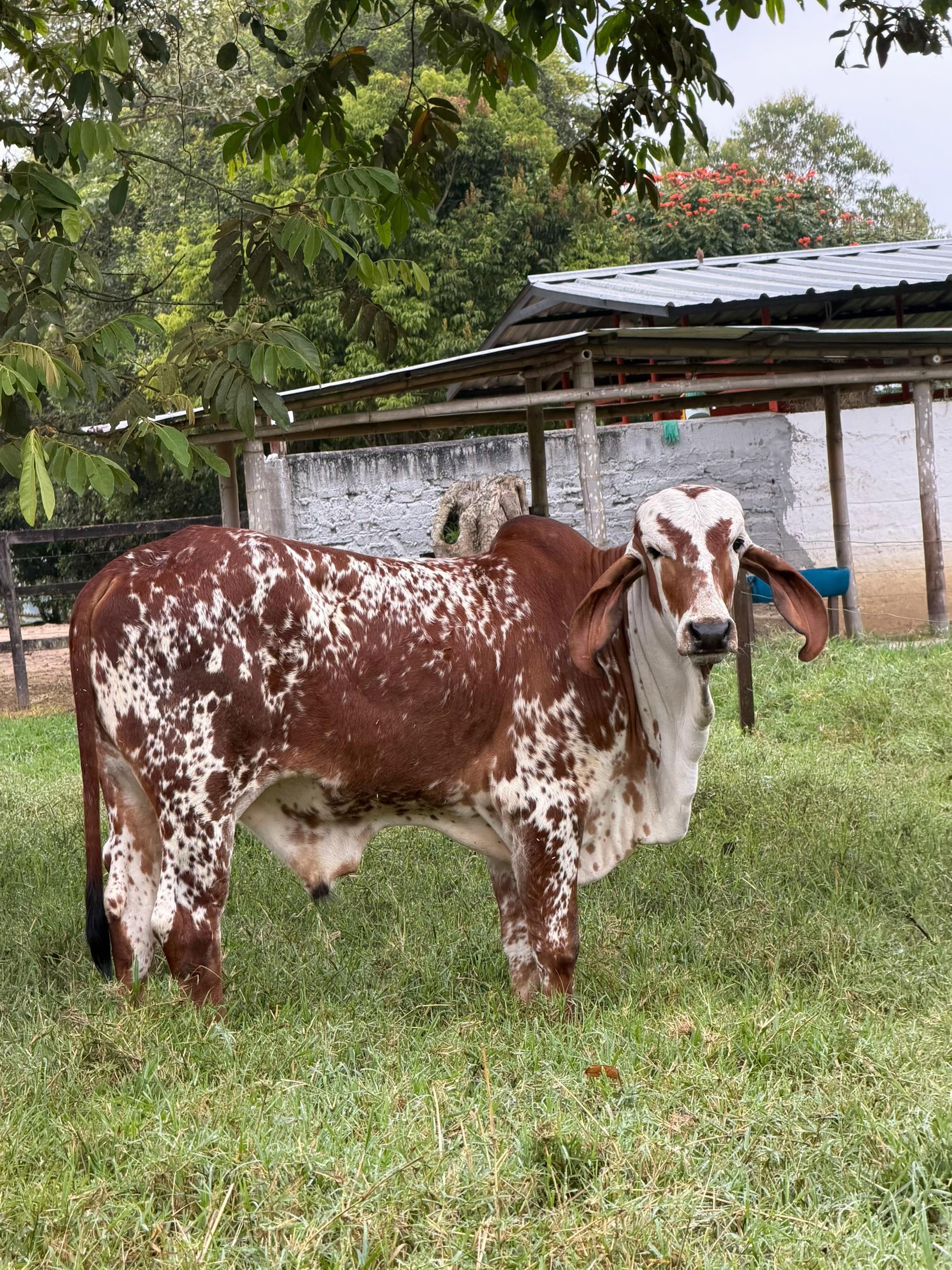 @Jhonatan Cabrera Var