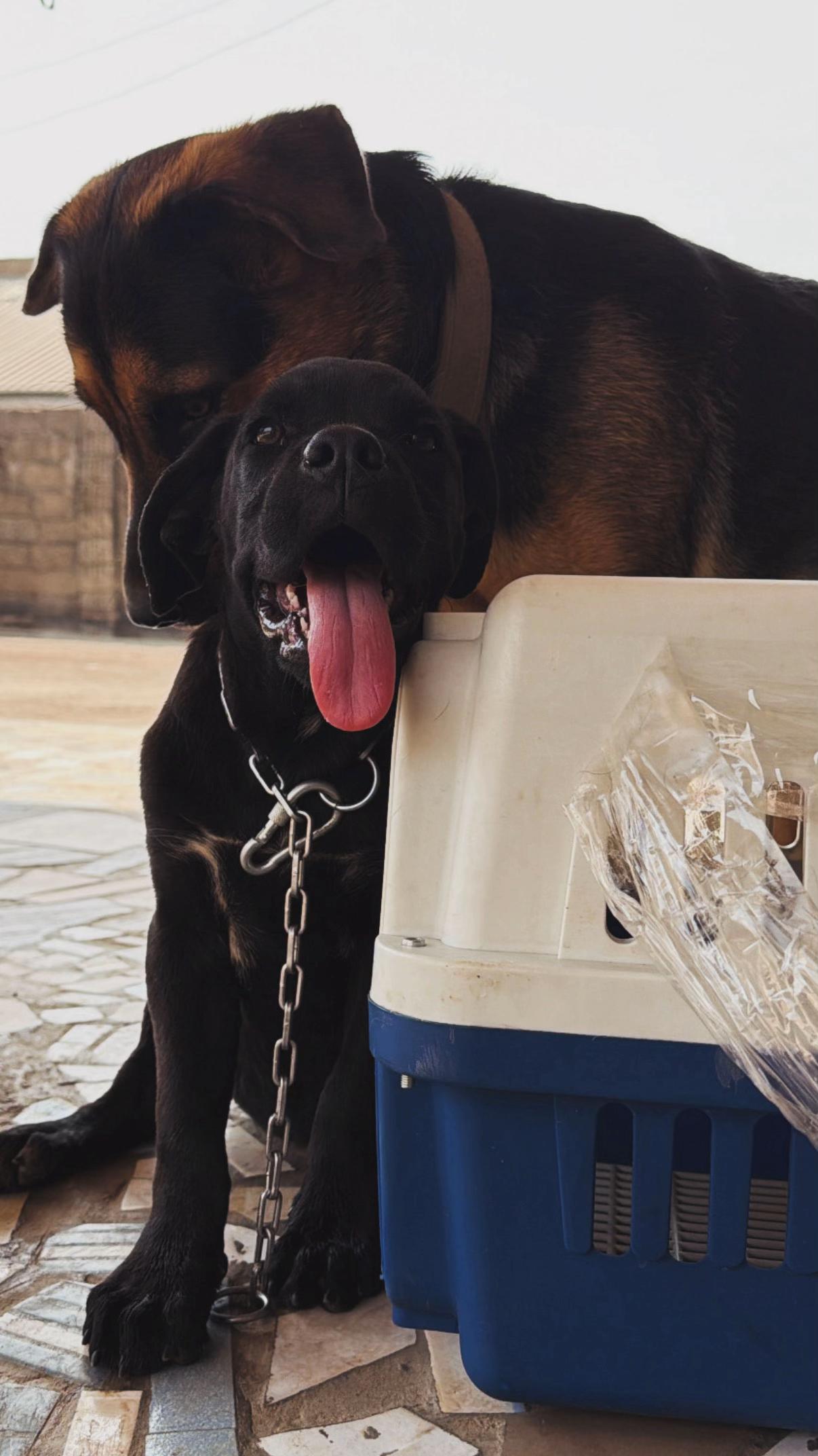 @Nala & Eshe 🦴🐶