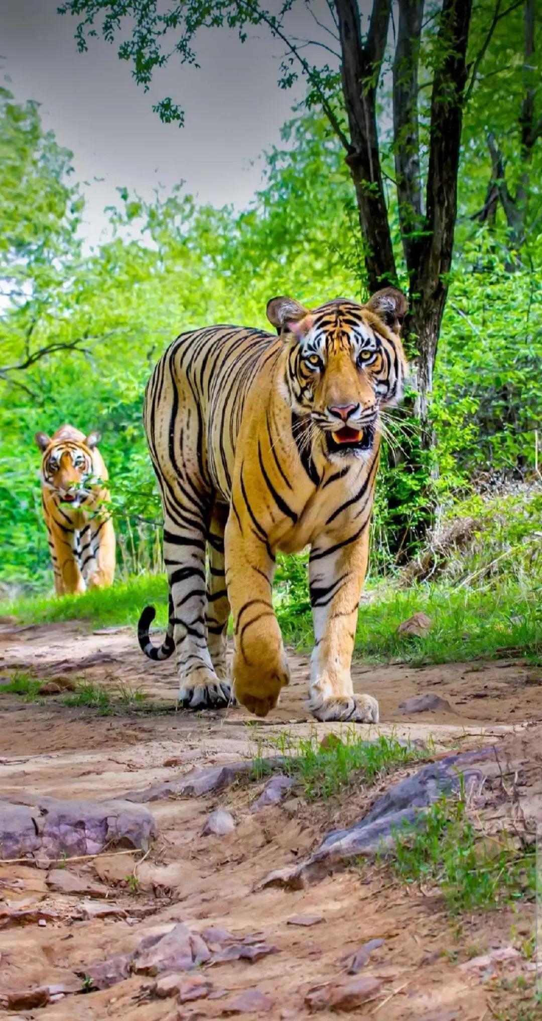 @Wildlife🐅