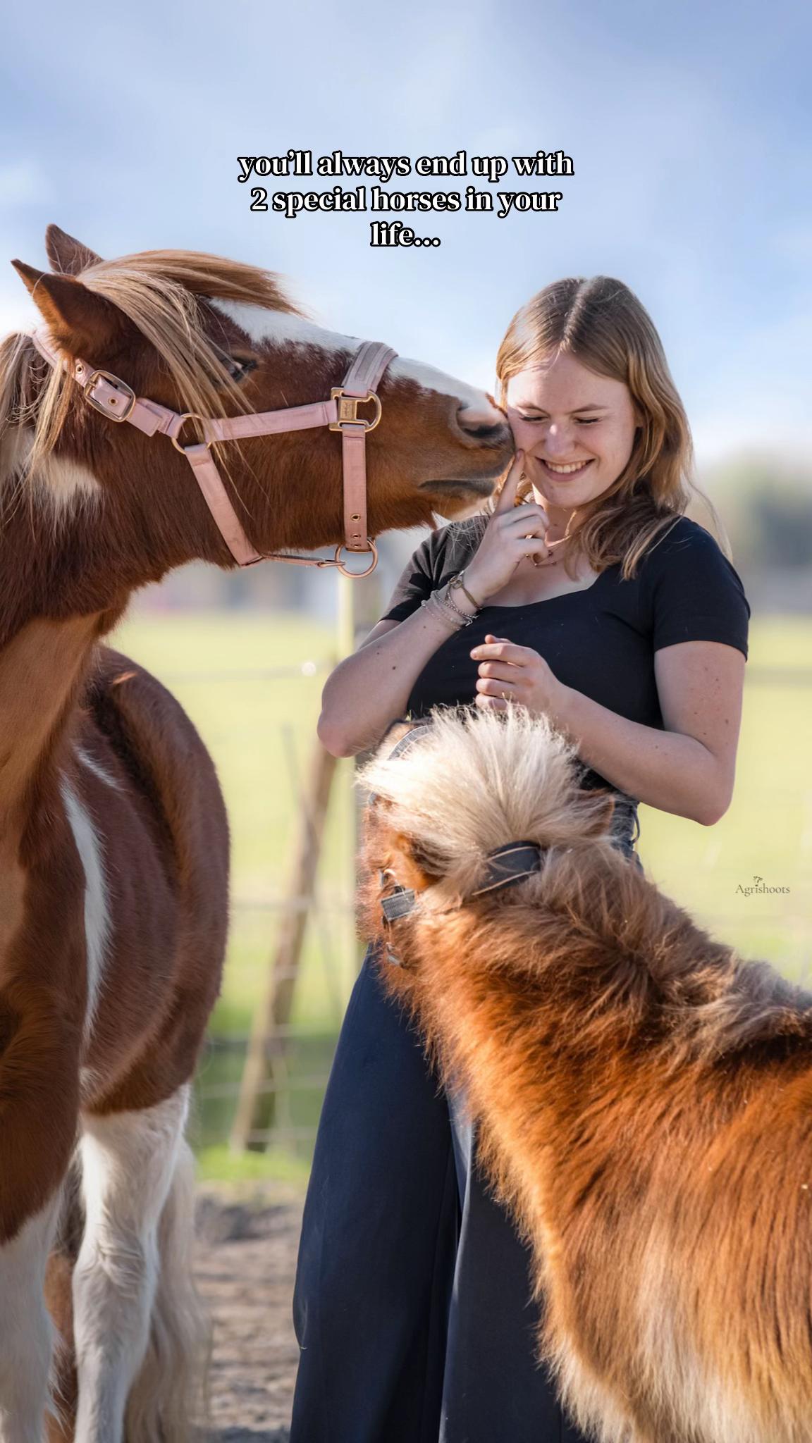 @idh_horses