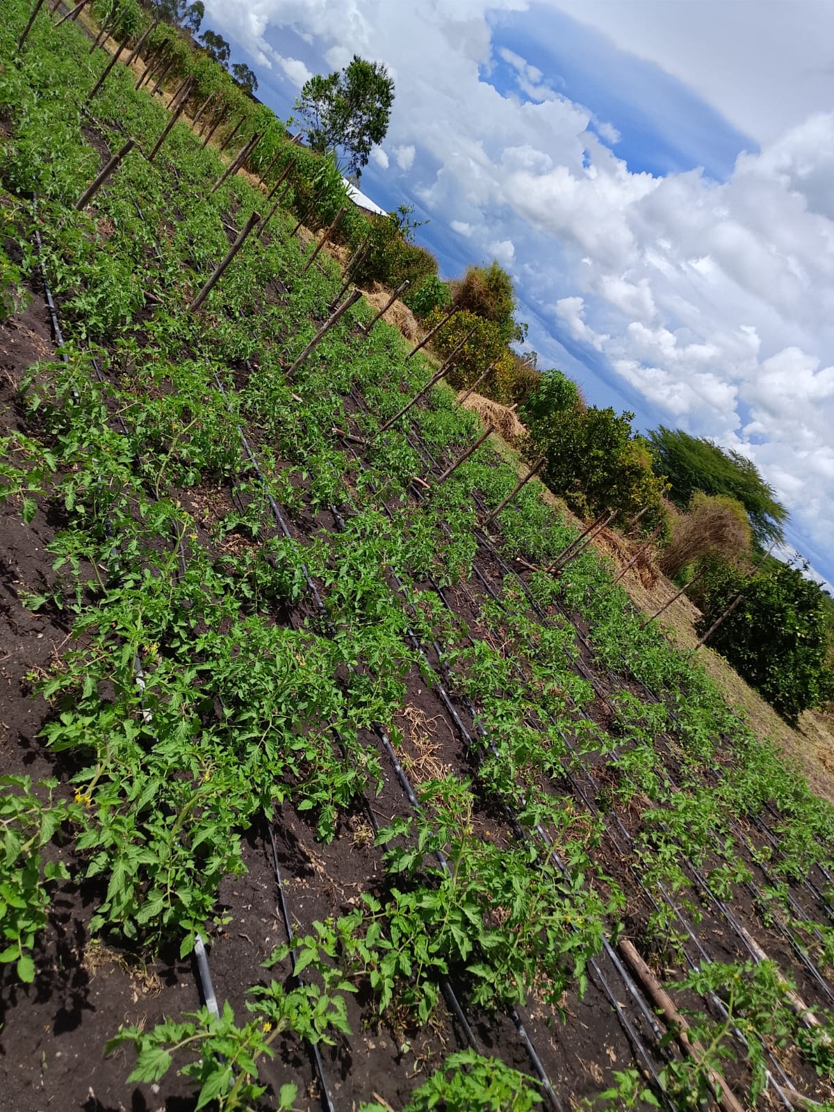 @issa farm📉