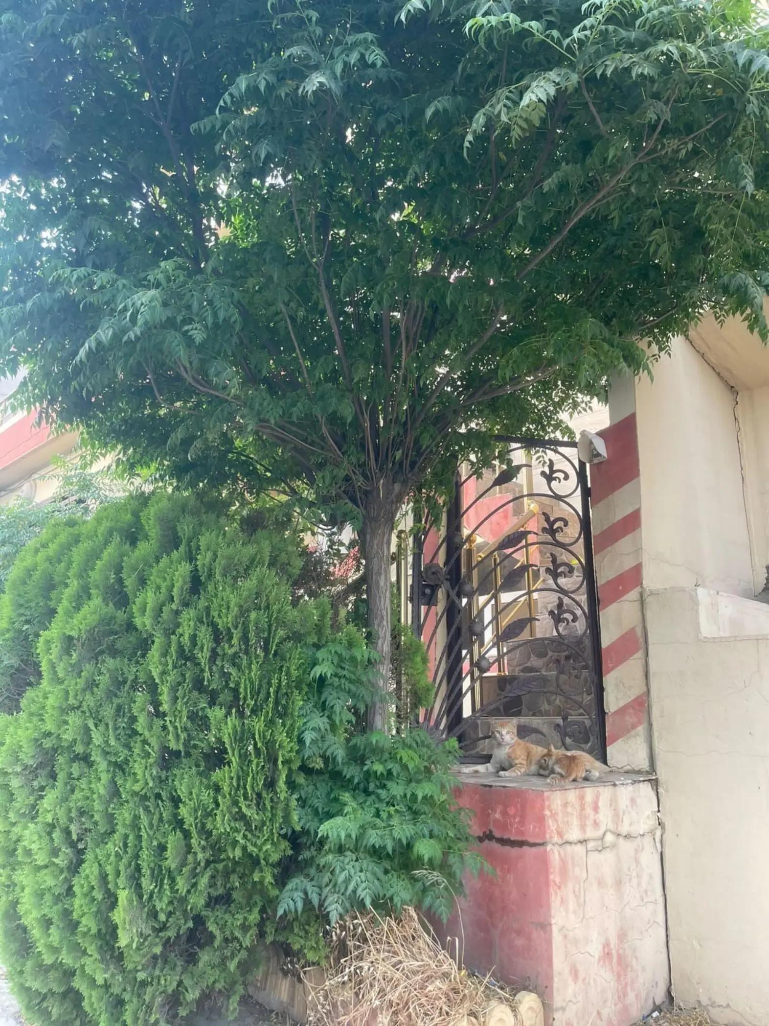 @๐ช