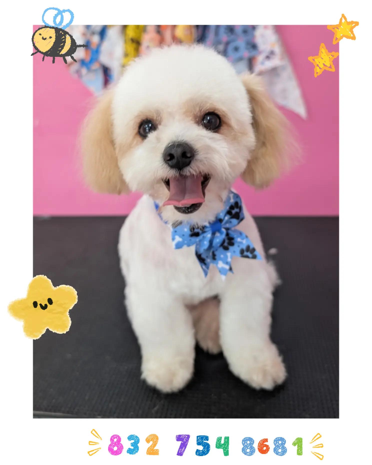 @bubulabapetgrooming