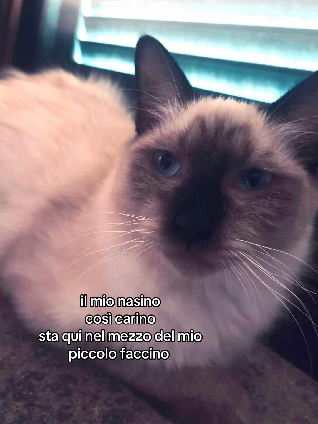 @AMOSOLODAVIDE💜🏍️