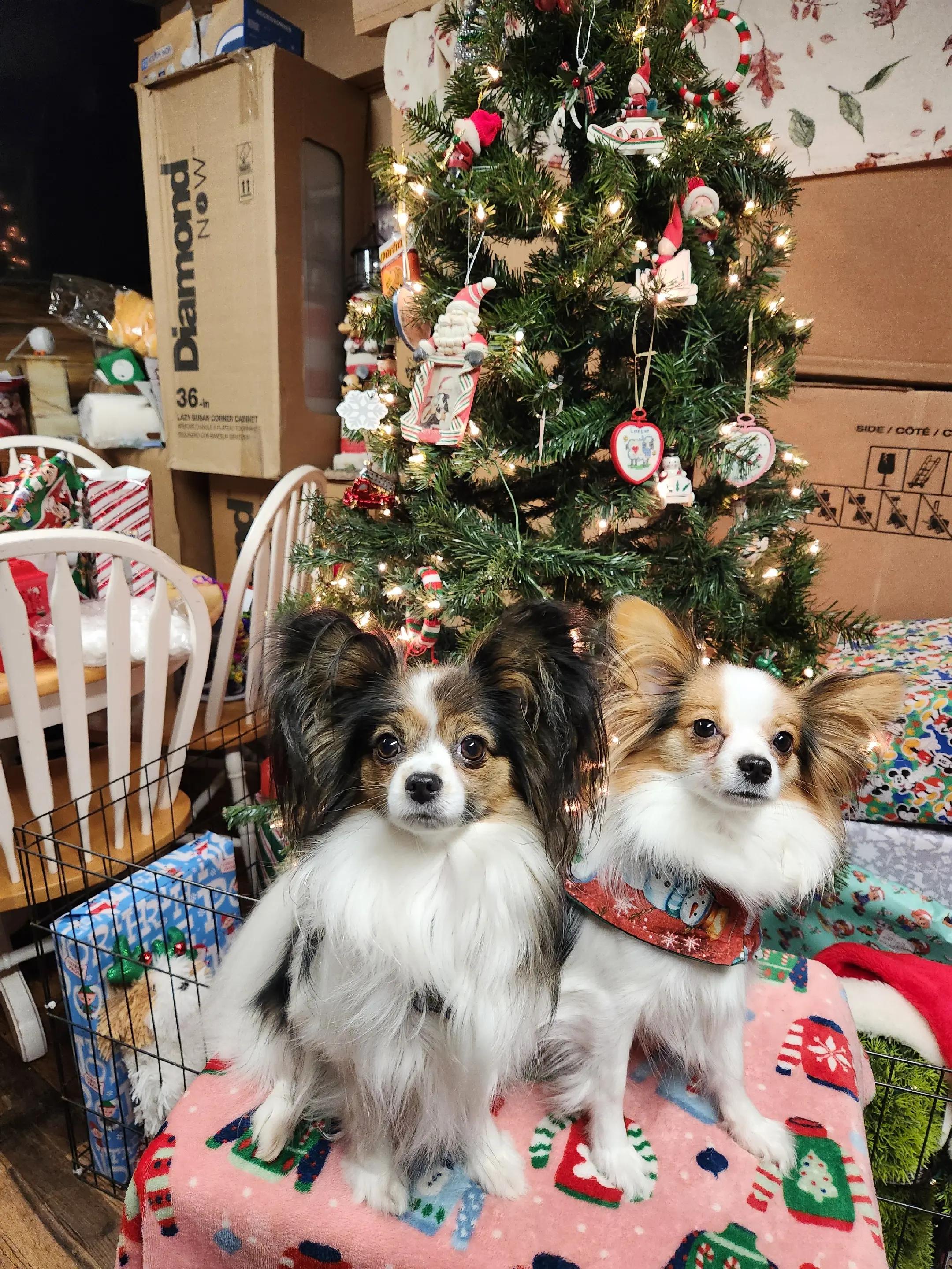 @🐾That Papillon Lady🐾