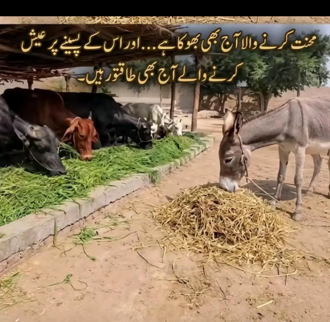 @Yasir zindgi