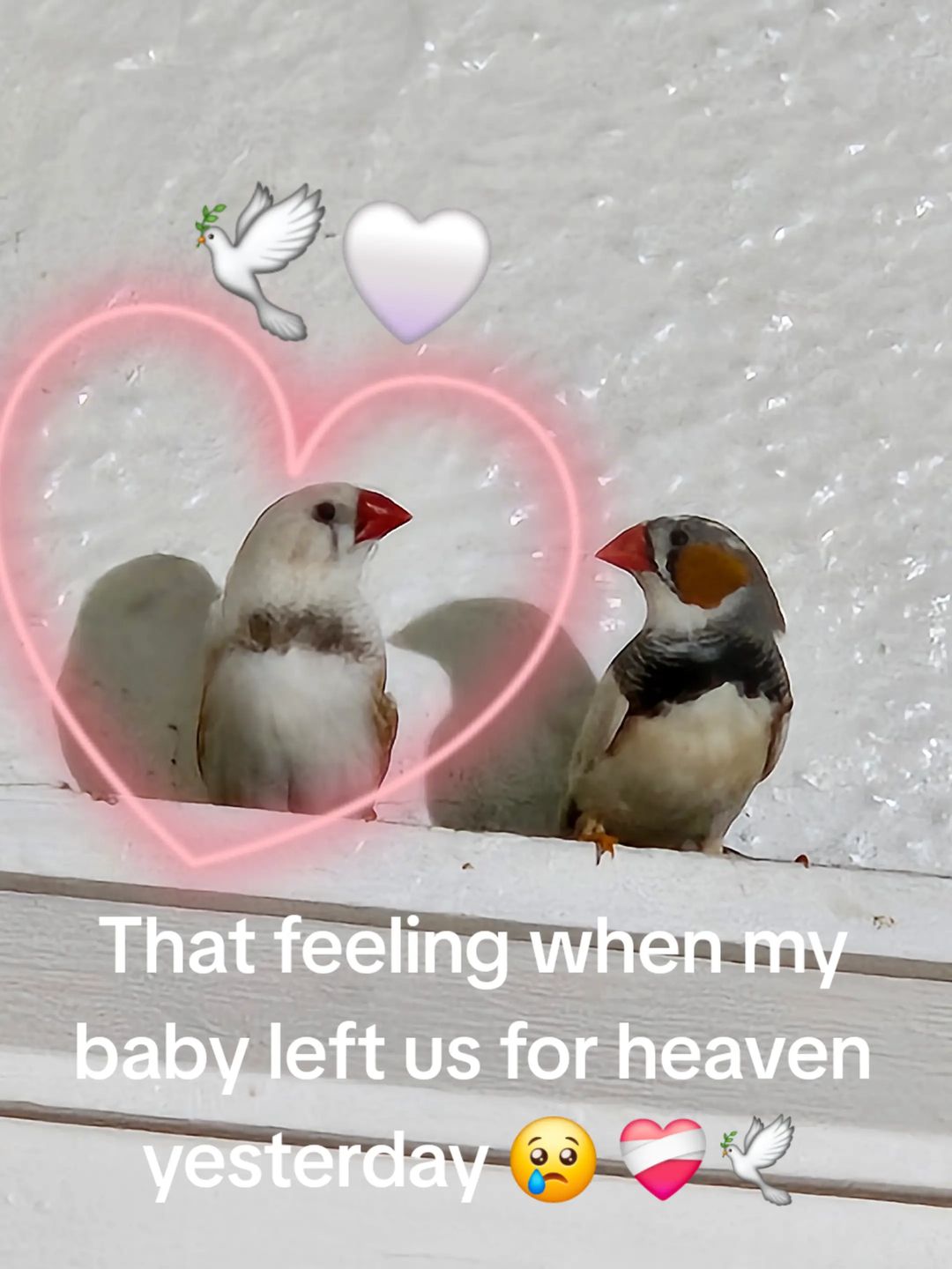 @birdlover123:)