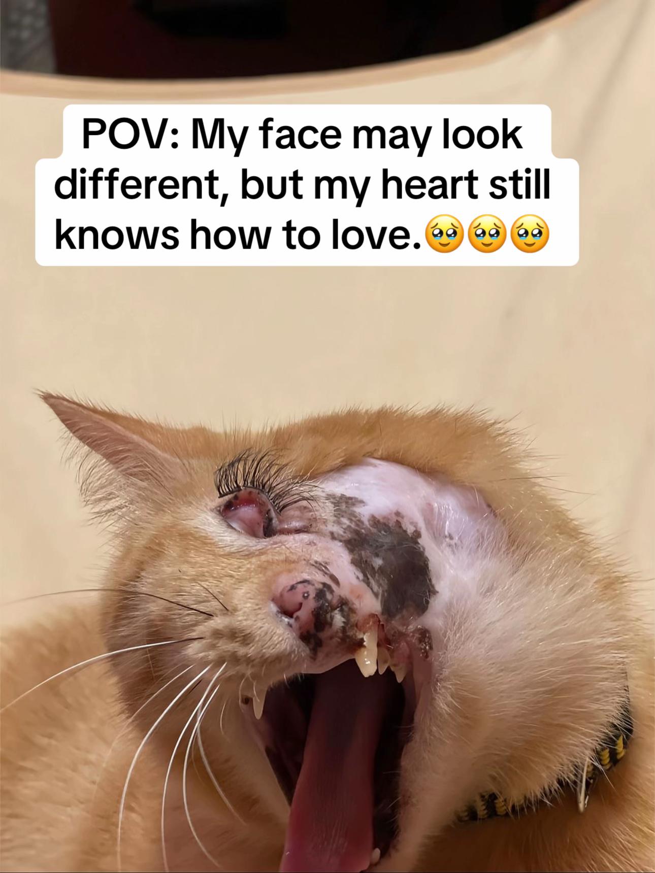 @Pamela rescue cats