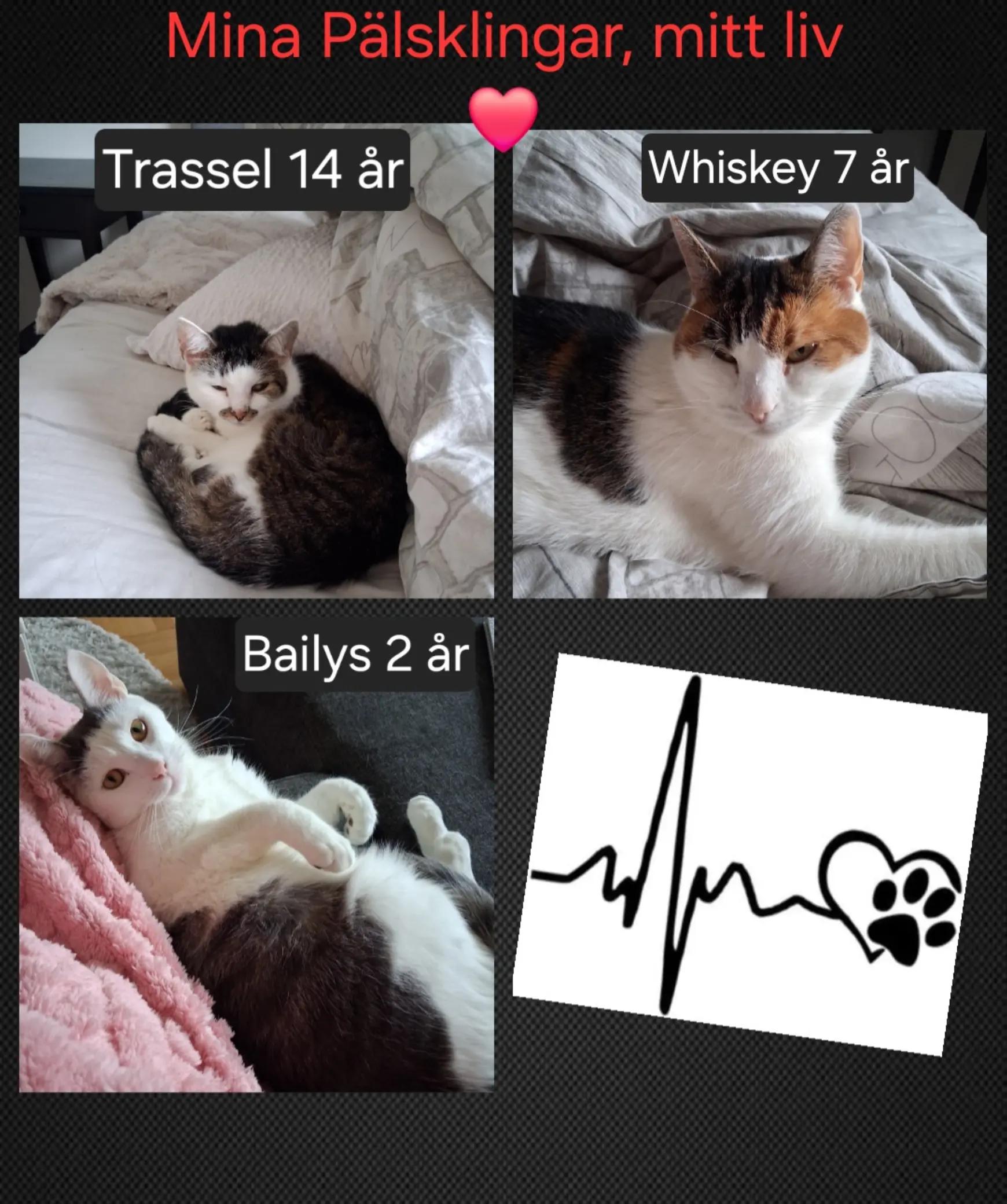 @DevilsAngel (Apelsinmorsan)đ