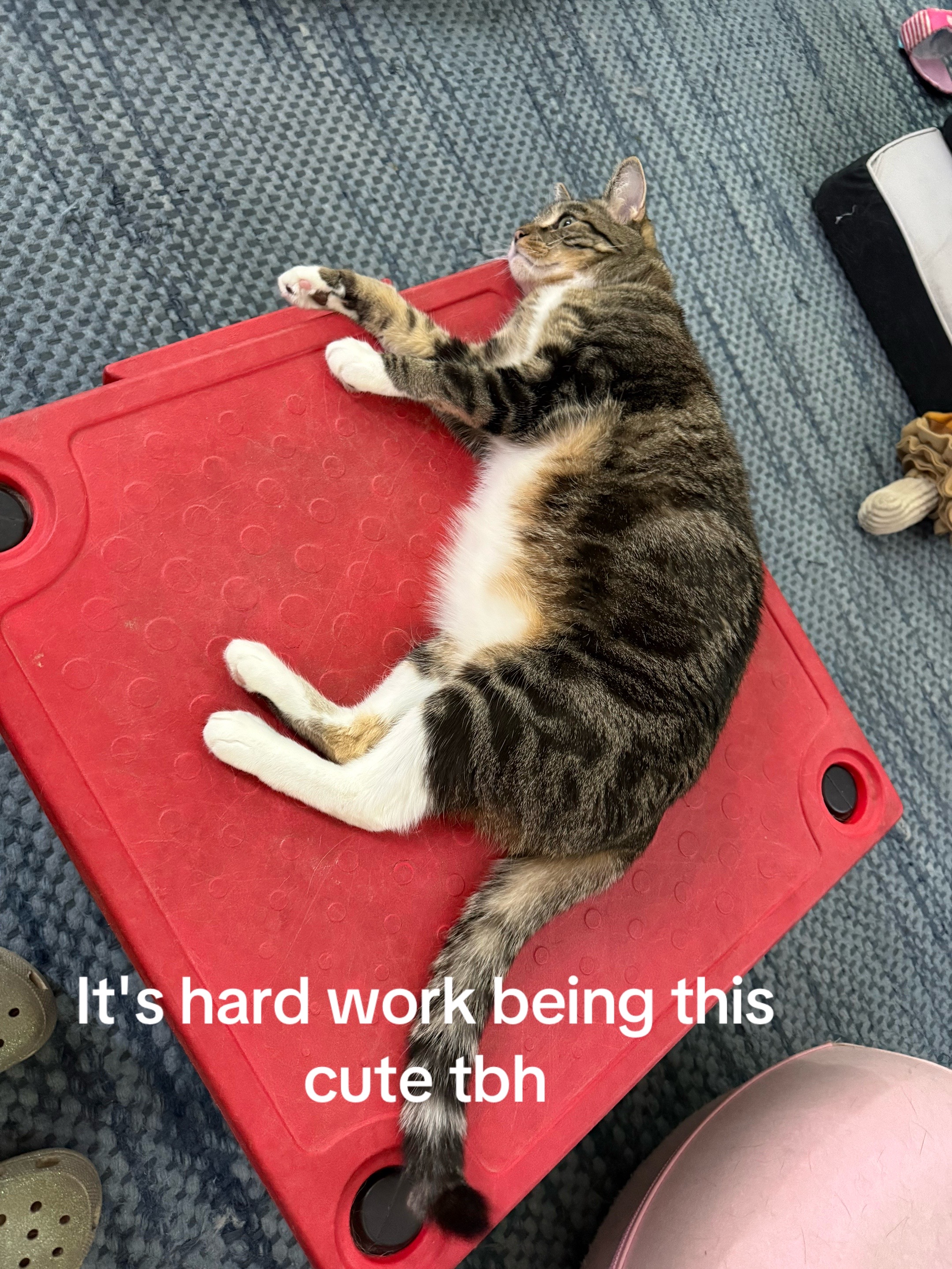 @FlexiblePetSolutions