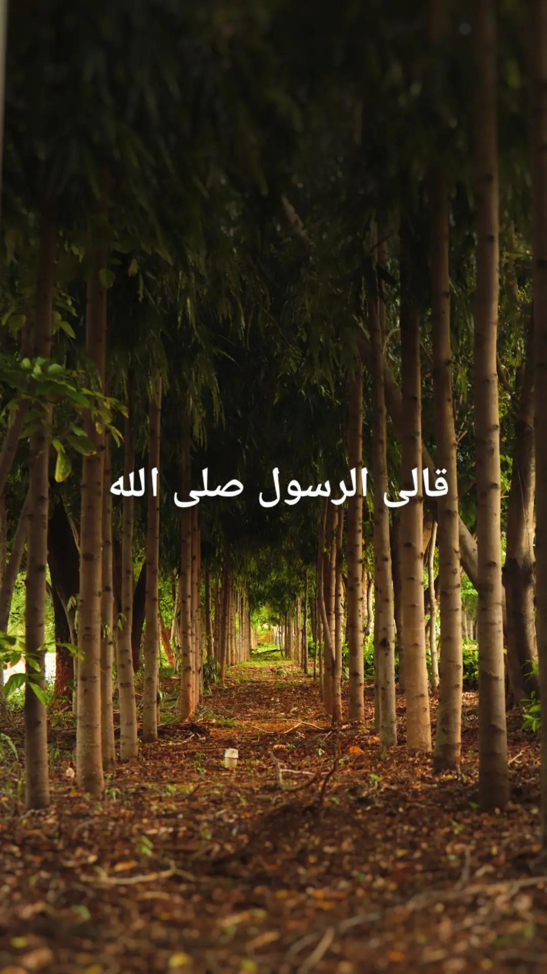 @القرآن الكريم