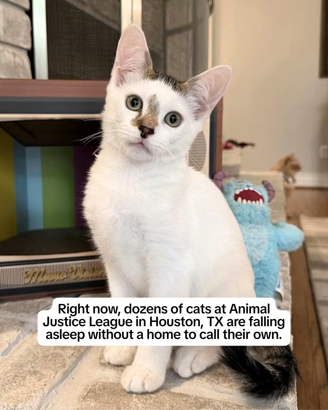 @Adopt a Pet