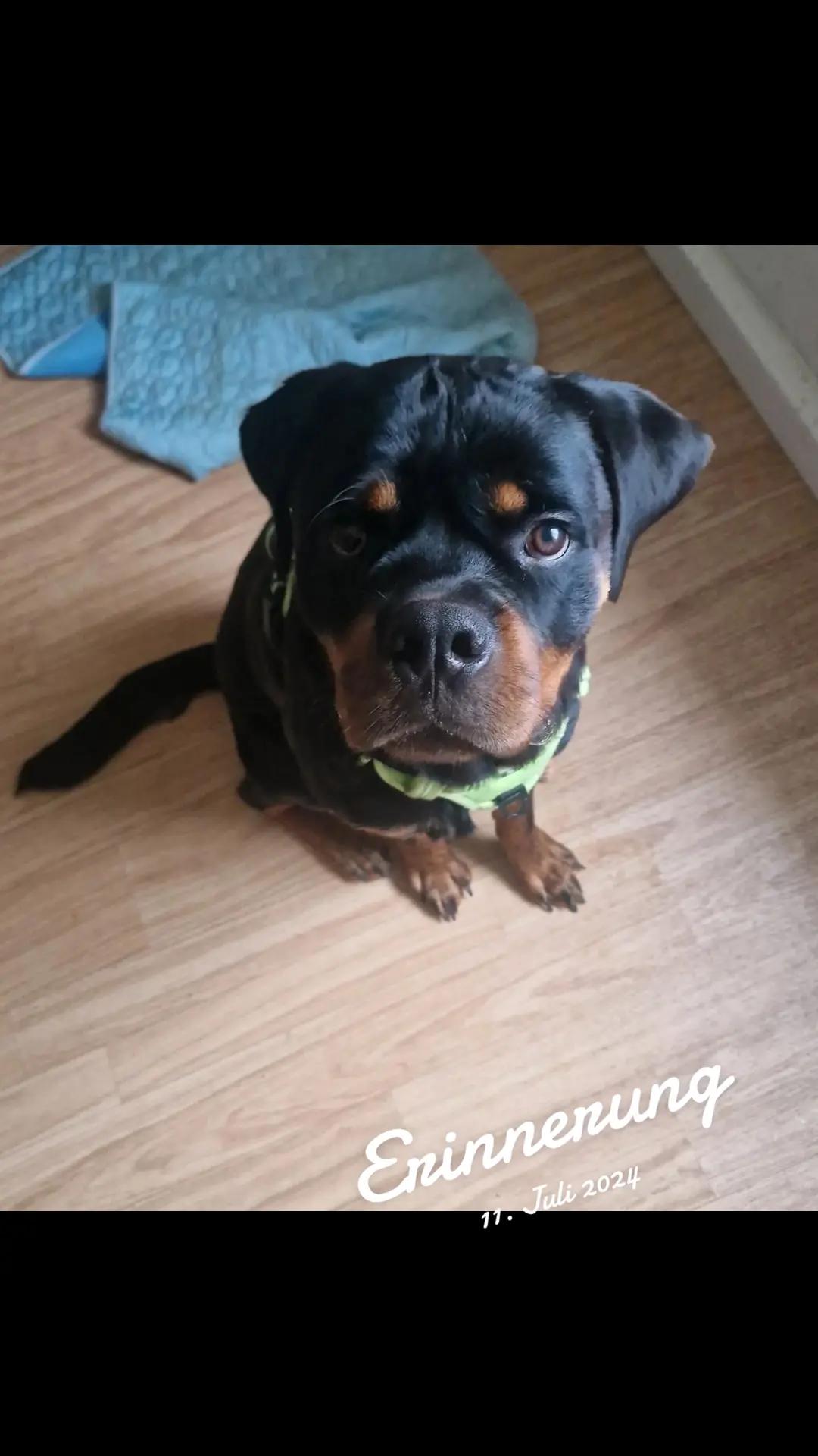 @Loki der Rottweiler