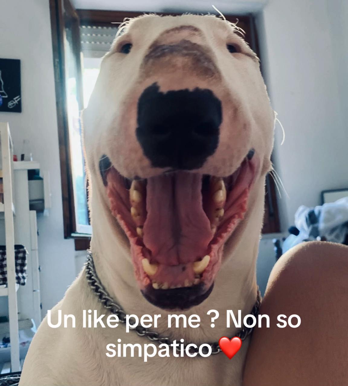 @Barbara Può Bastare