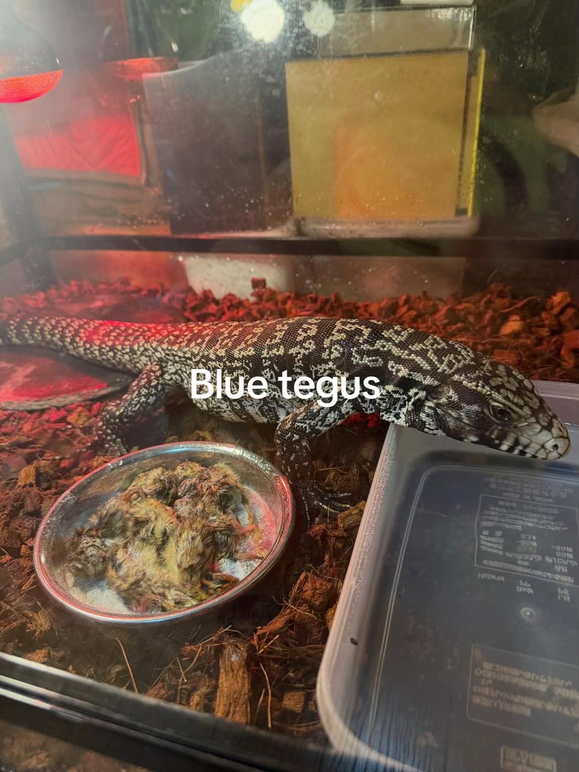 @Geckos shop