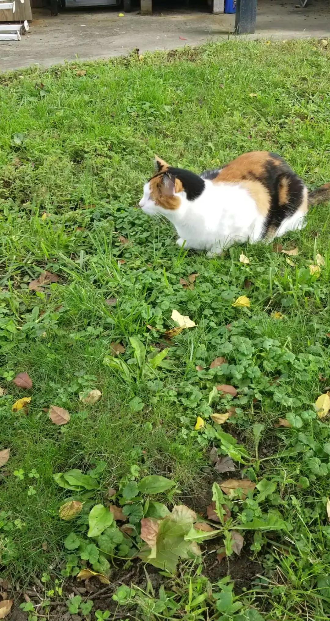 @mi gata la más hermosa
