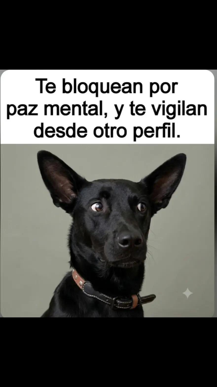 @el panda solitario
