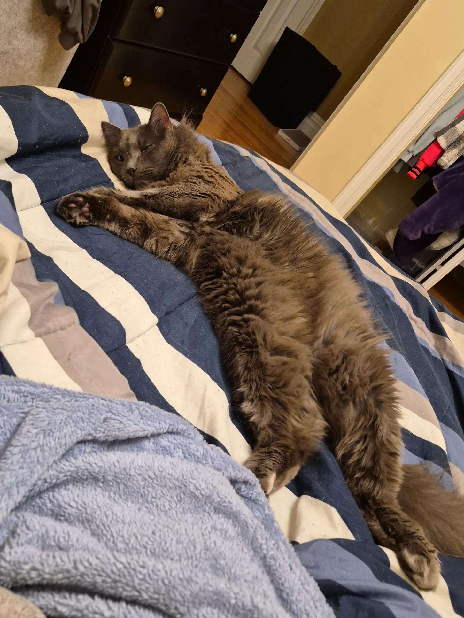 @Kittyboi