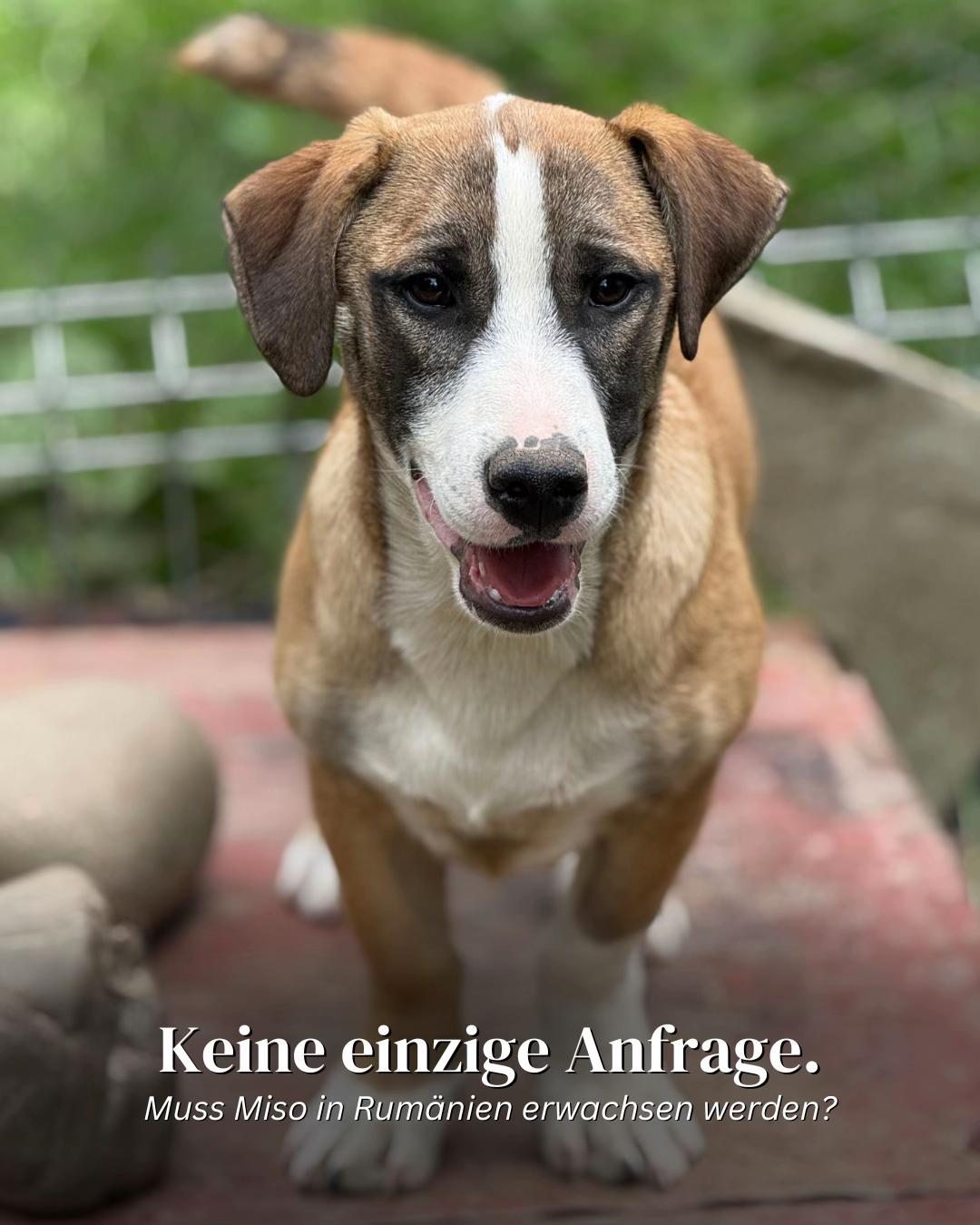 @SpecialDogs e.V.