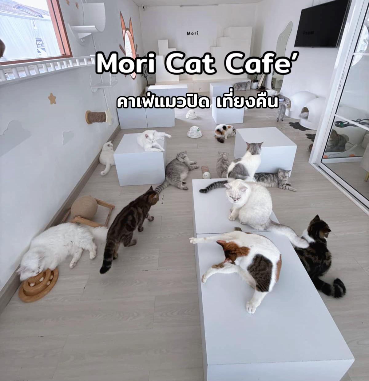 @คาเฟ่แมวโมริ Mori cat cafe'