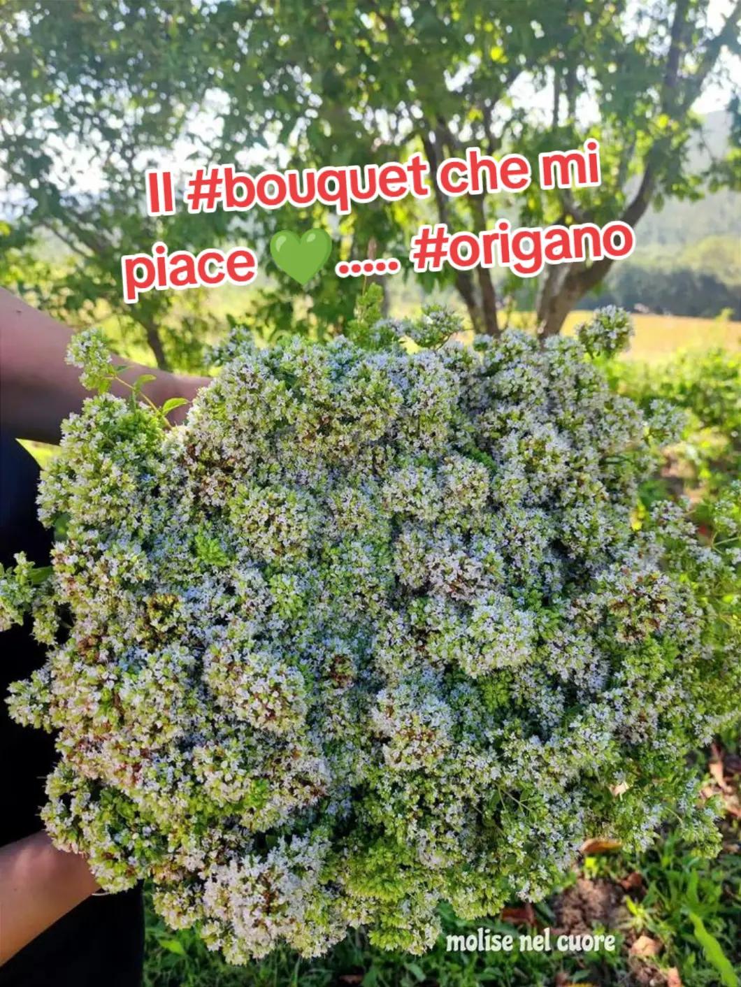 @ELE..meglio folli che noiosi