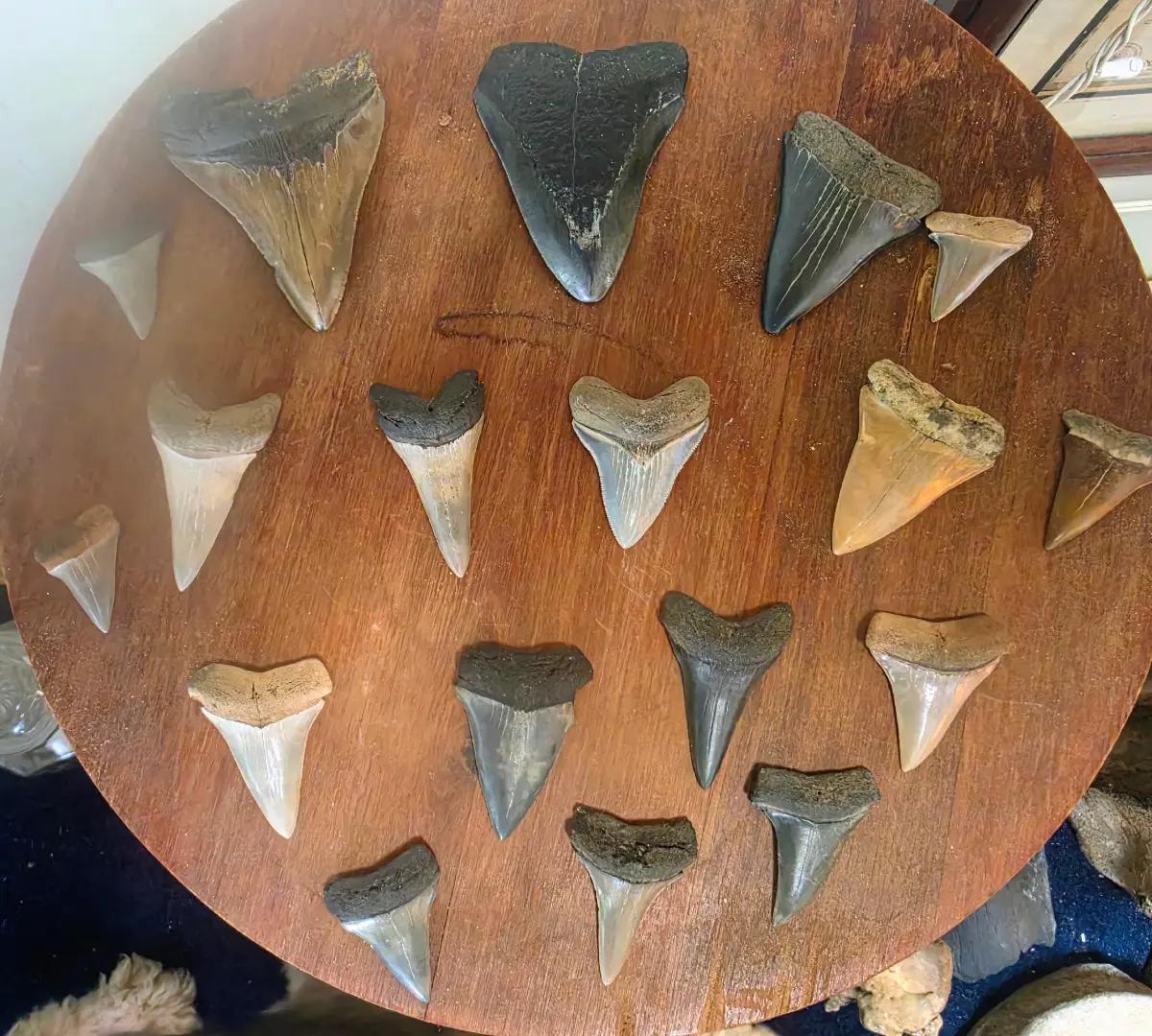 @Fossil Apostle 🦈