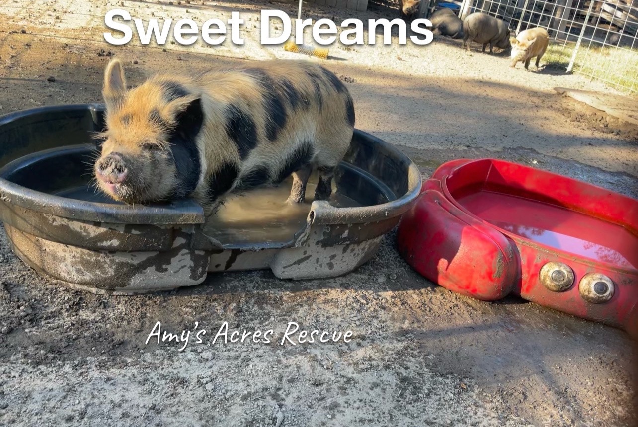 @Amy’s Acres Rescue/Sanctuary🐽